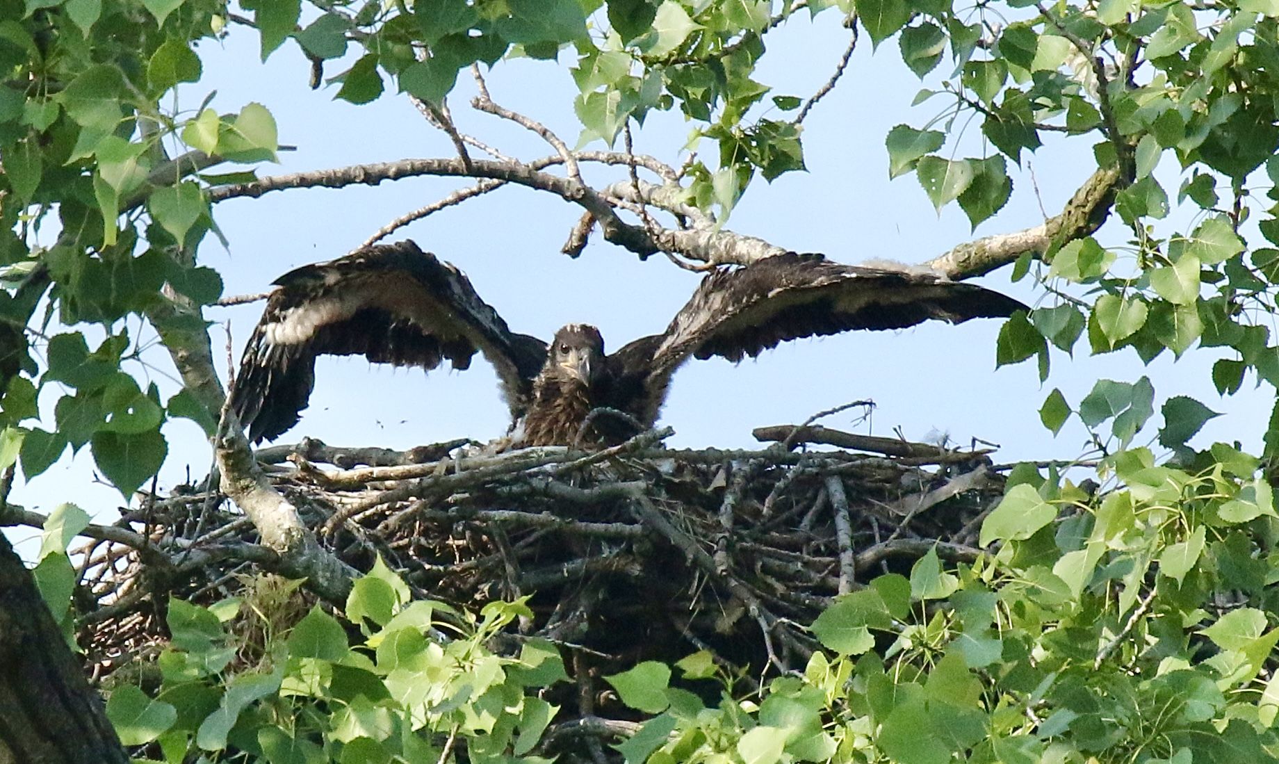 Star the eaglet stretches out its wings in the nest.