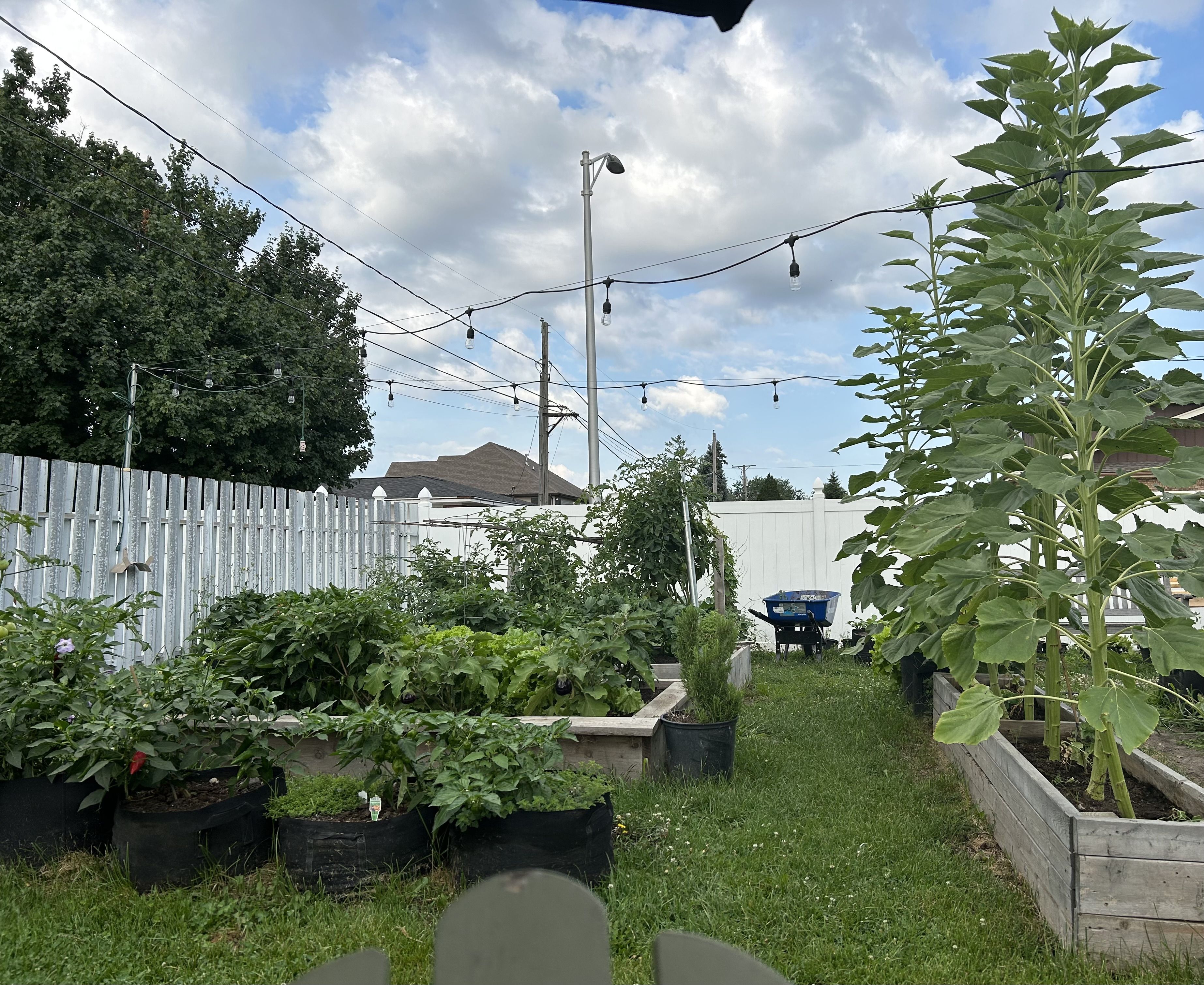 chicago homestead garden backyard