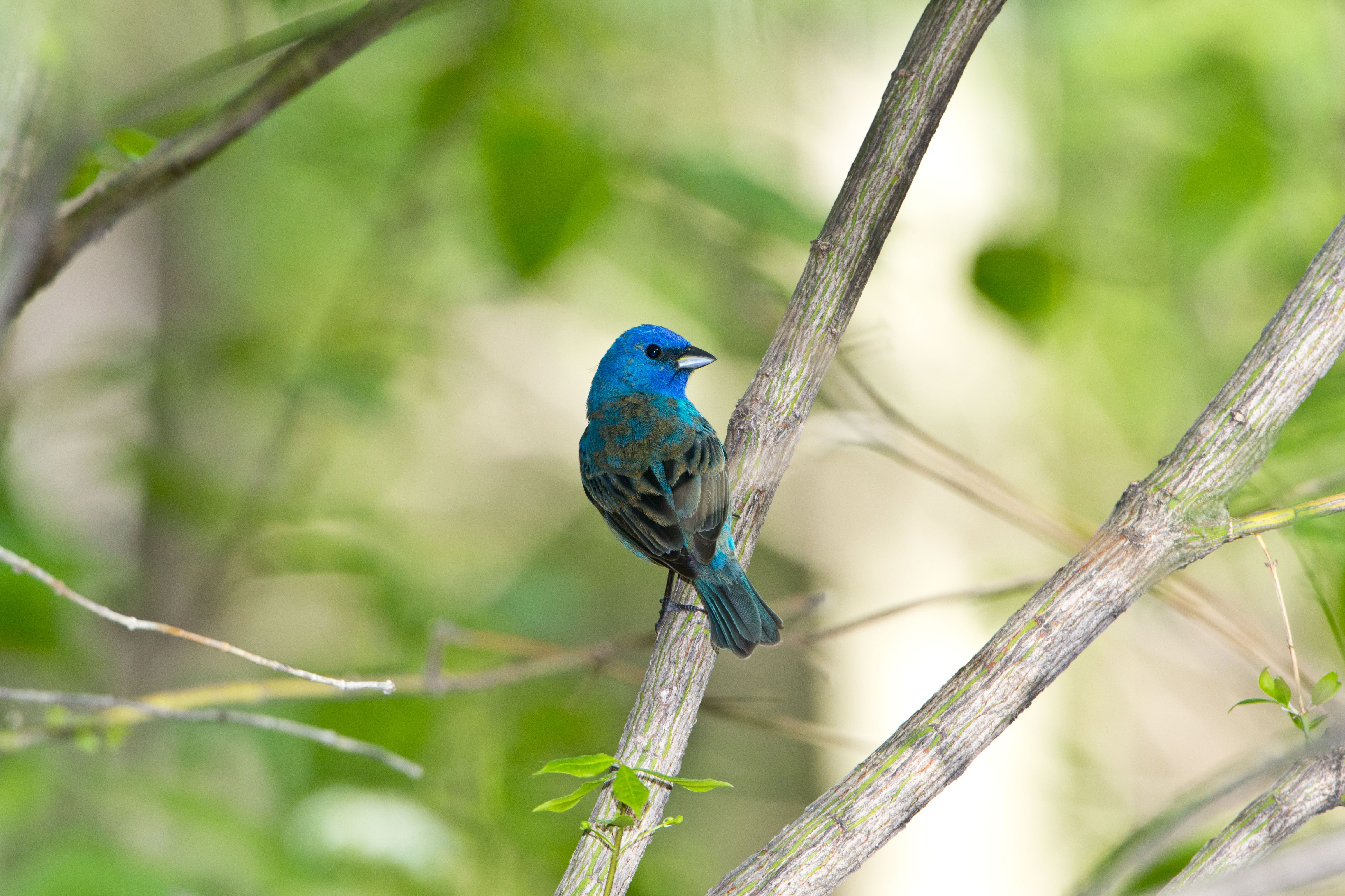 Photo of a blue bird. 
