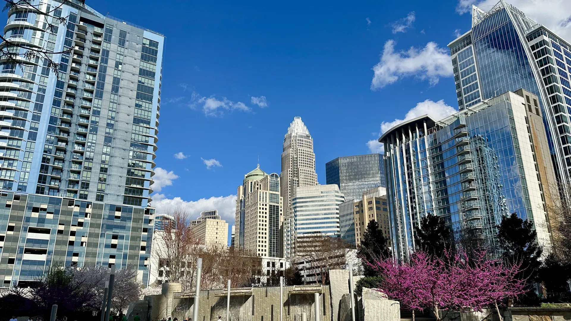 Uptown Charlotte skyline. City skyline with tall glass skyscrapers under a vivid blue sky; the foreground shows pink flowering trees and bare branches near a modern plaza.