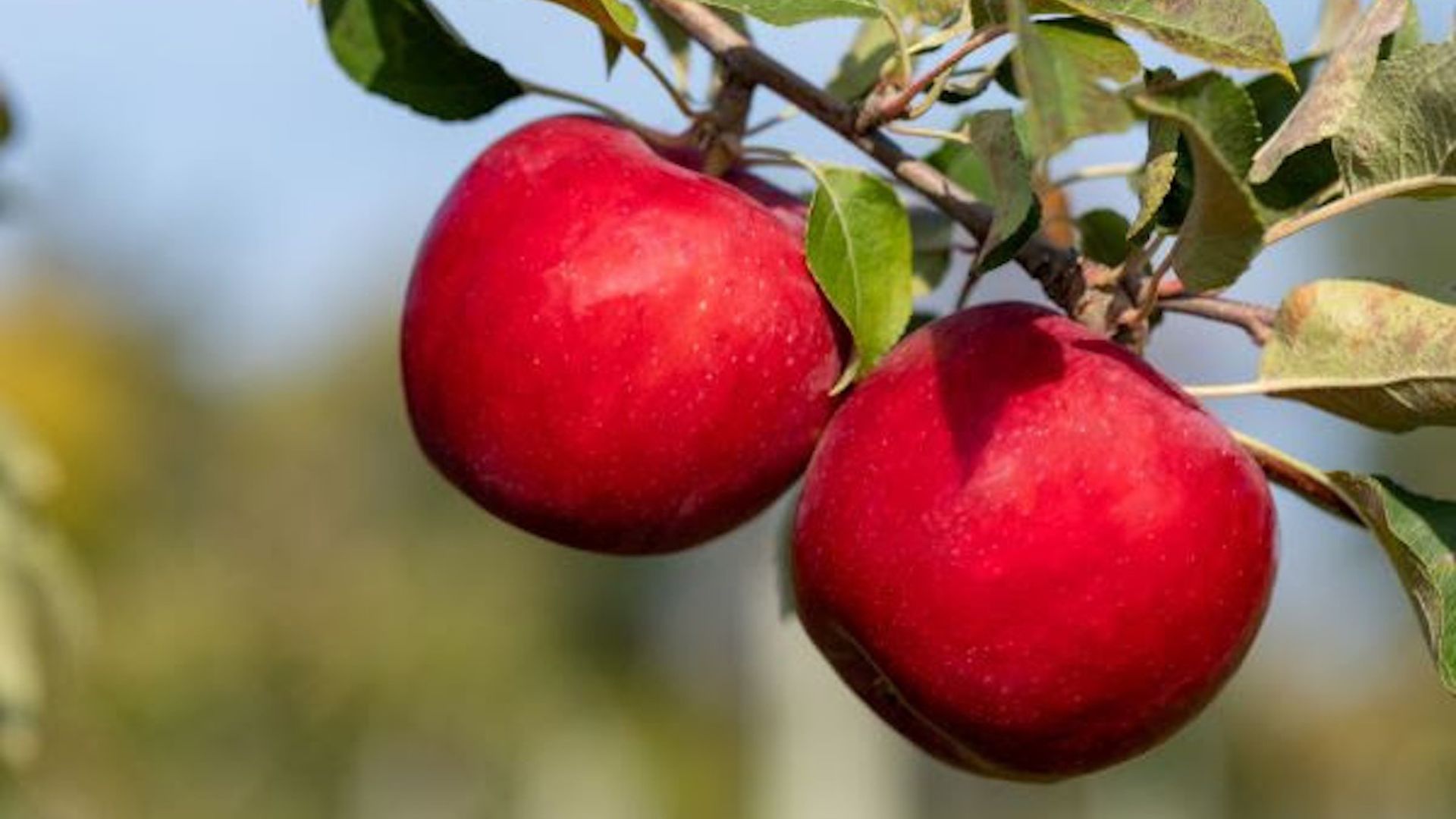 Two apples on a branch