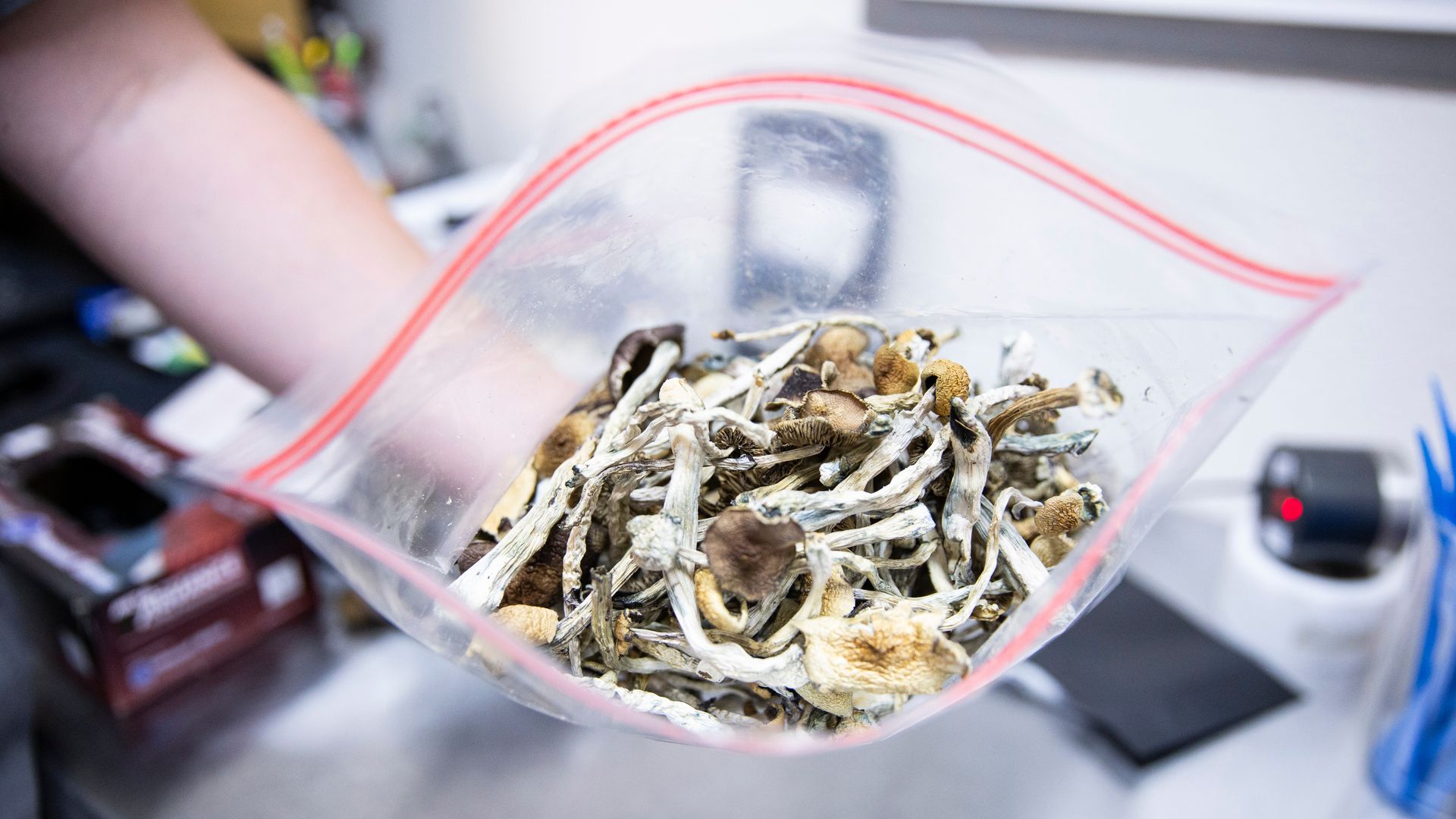 A large ziplock bag full of long stemmed mushrooms with laboratory equipment in the background.