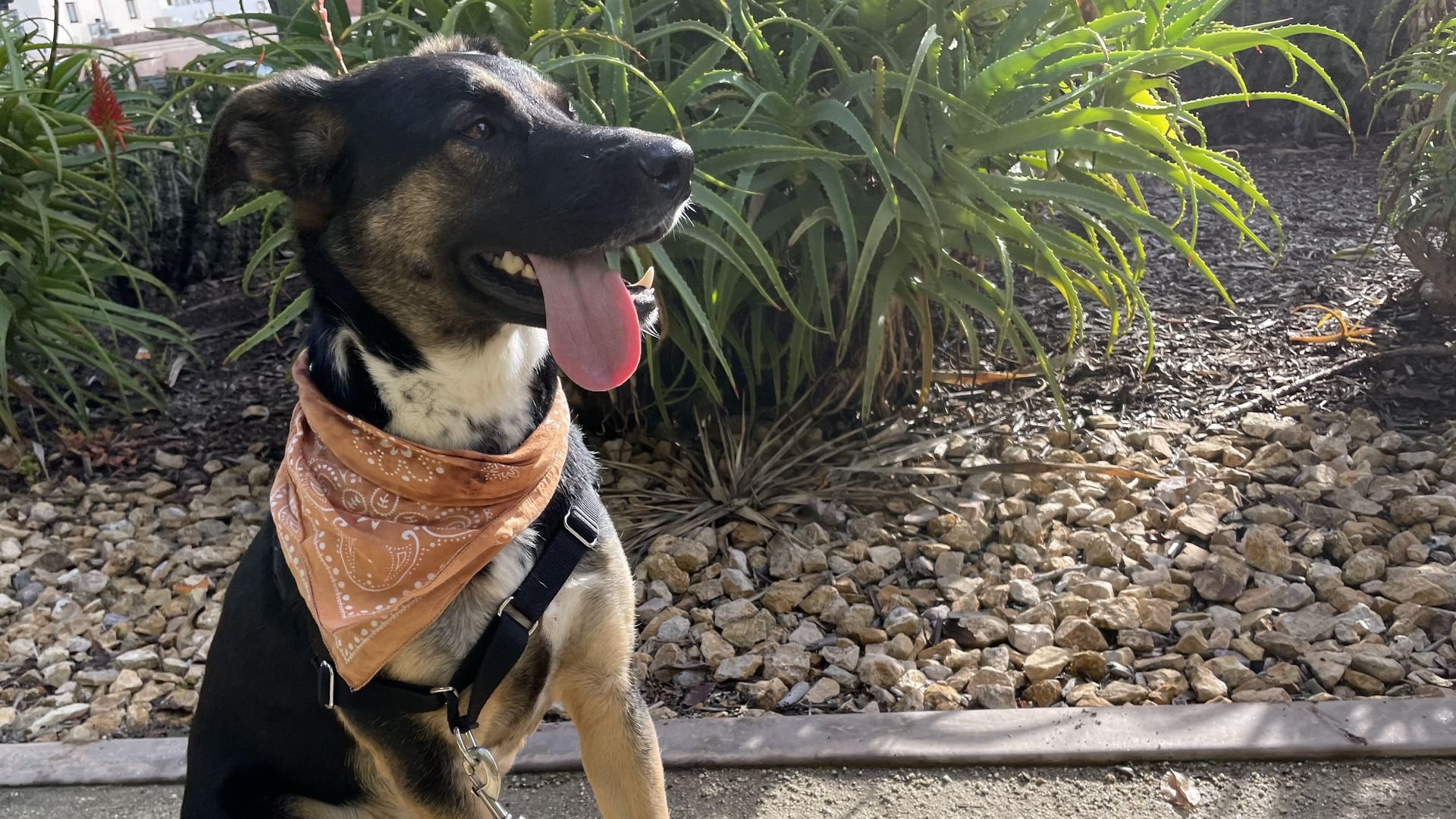 The author's three-year-old rescue dog (and the inspiration for this story).