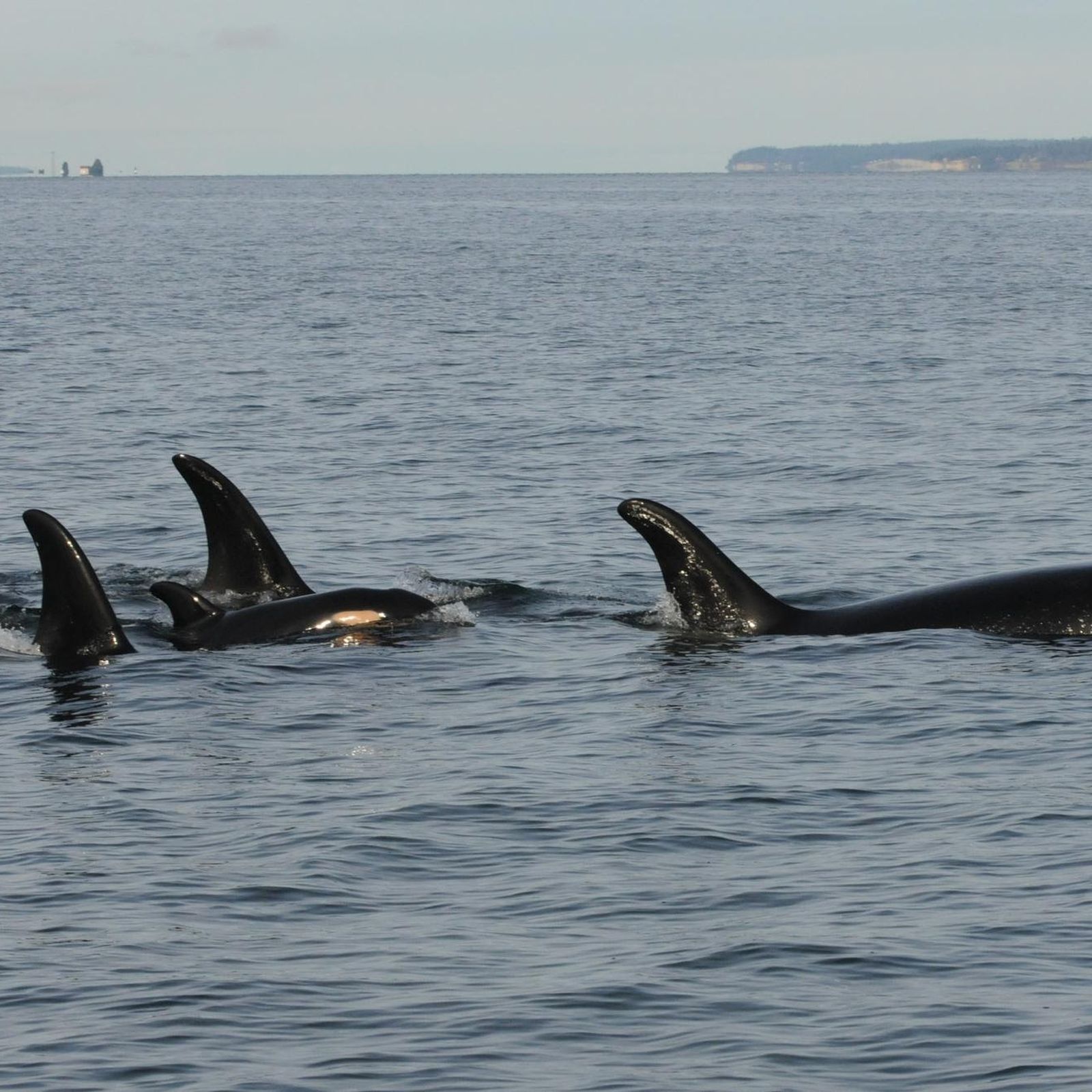Killer Whales Endangered Status