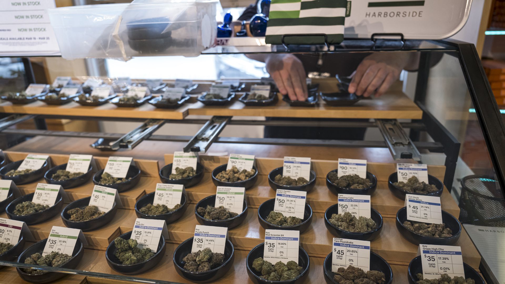 Photo of a person organizing a display of cannabis plants