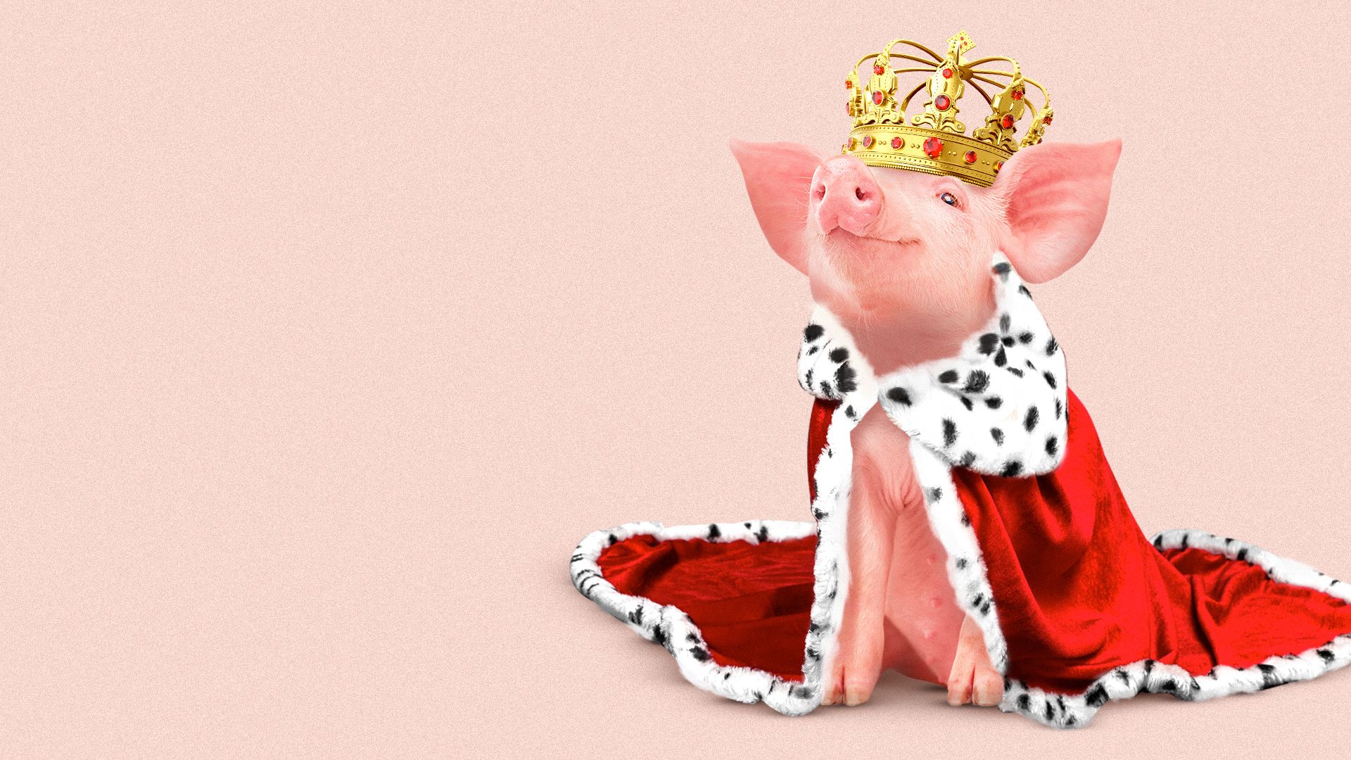 Illustration of a pig wearing a golden crown and a royal cape lined with fur.
