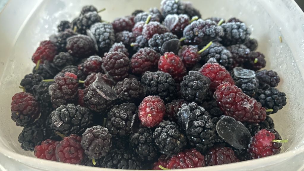 What to do with wild mulberries in Michigan Axios Detroit