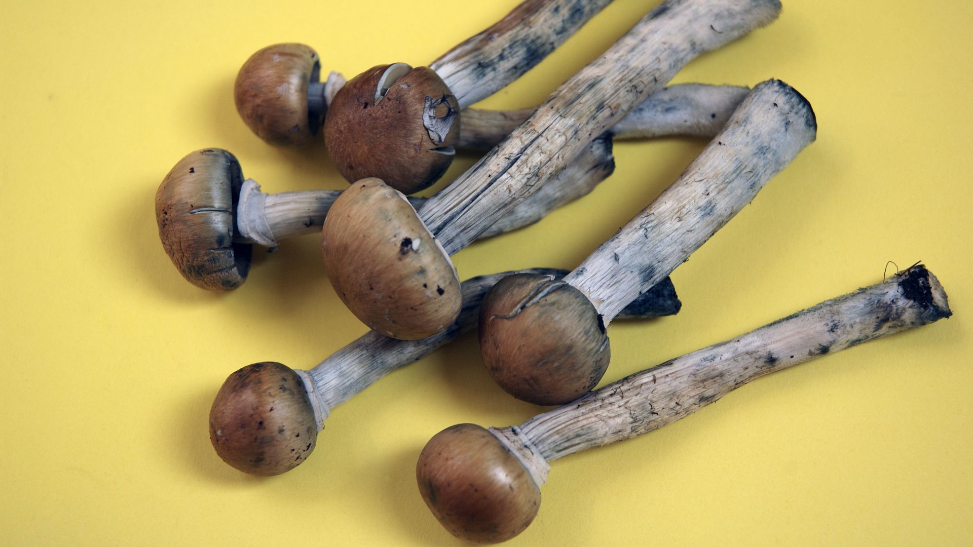 Psychedelic mushrooms