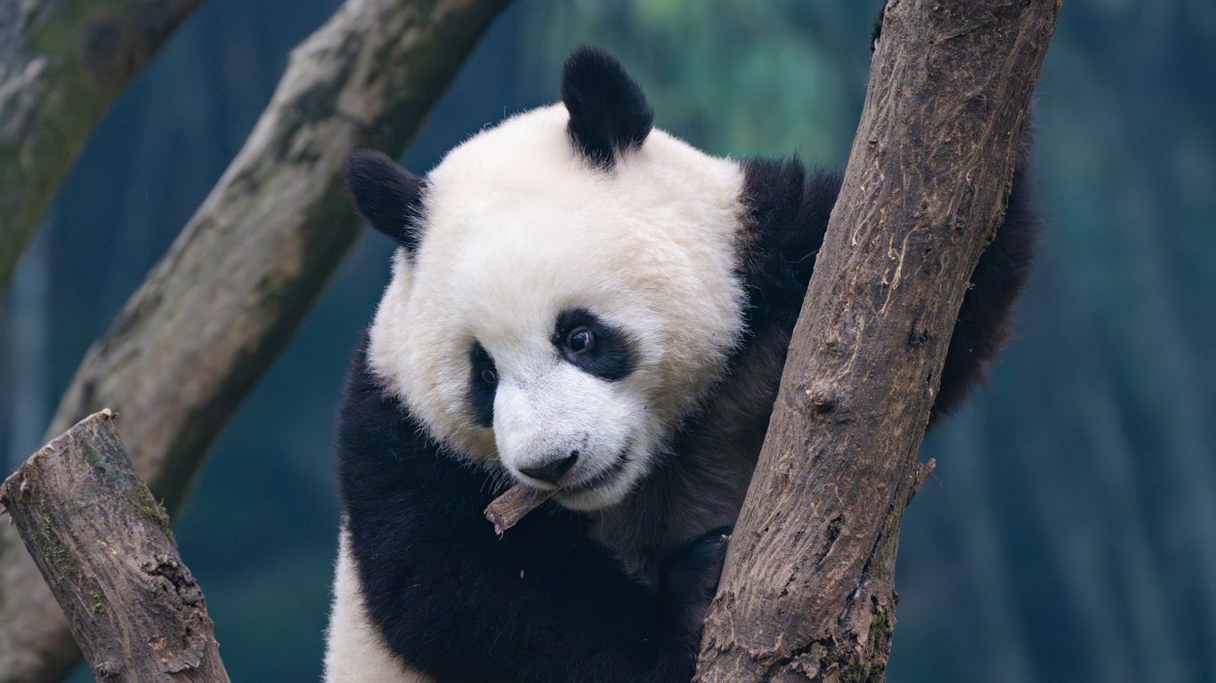 Plan to bring pandas to SF Zoo may fall through - Axios San Francisco