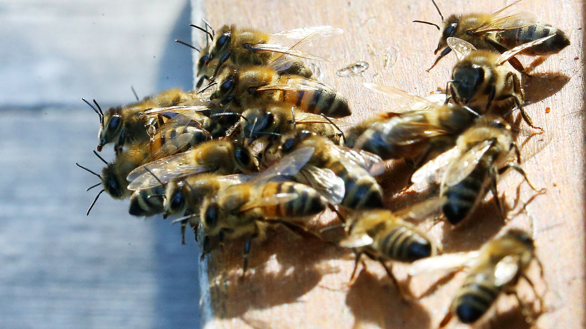 Honeybees sit on the flying board in front of their beehive