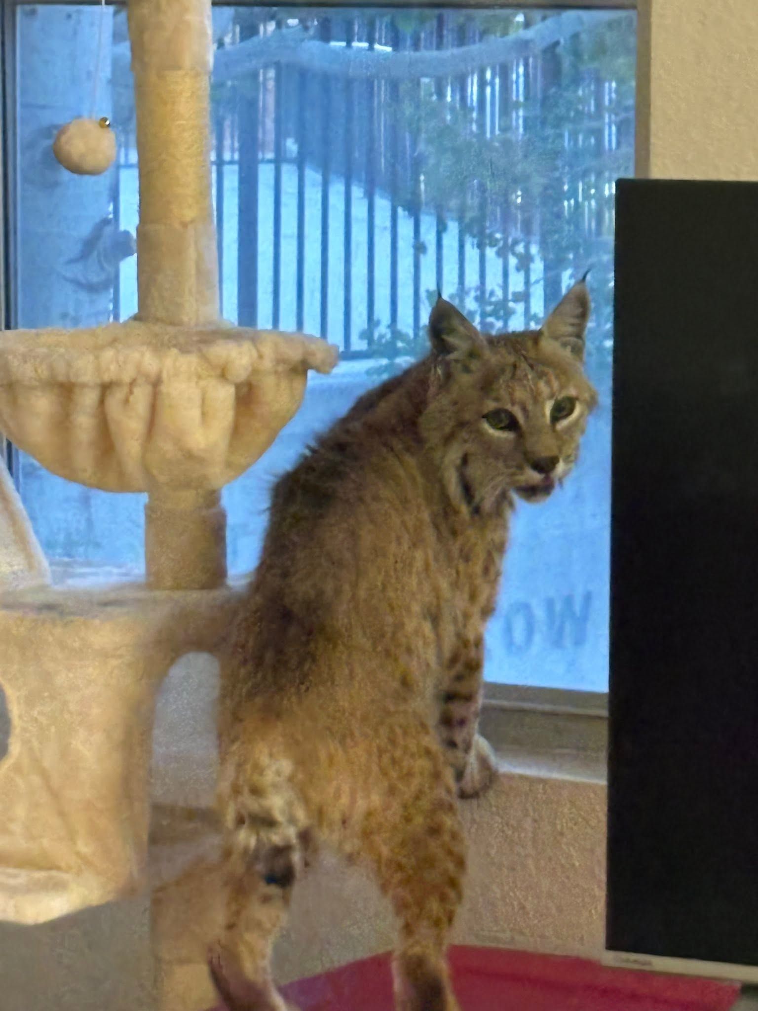 A bobcat stands next to a window and a cat tree