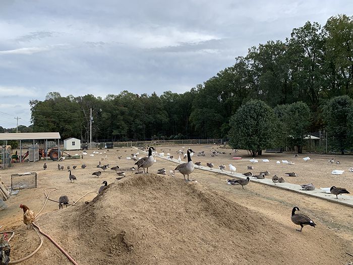 Carolina Waterfowl Rescue center in Indian Trail