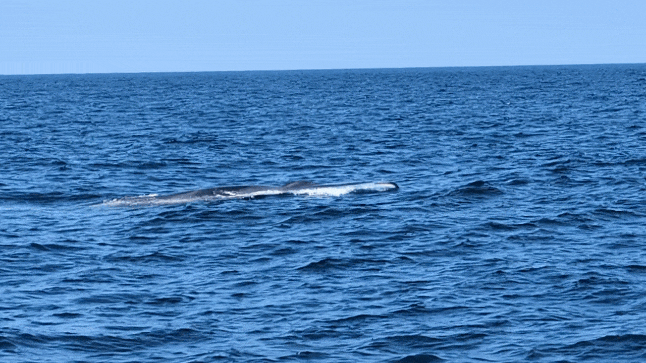 Open blue ocean under a clear sky; a whale surfaces in the middle, showing a gray back and a white spray as dark waves roll.
