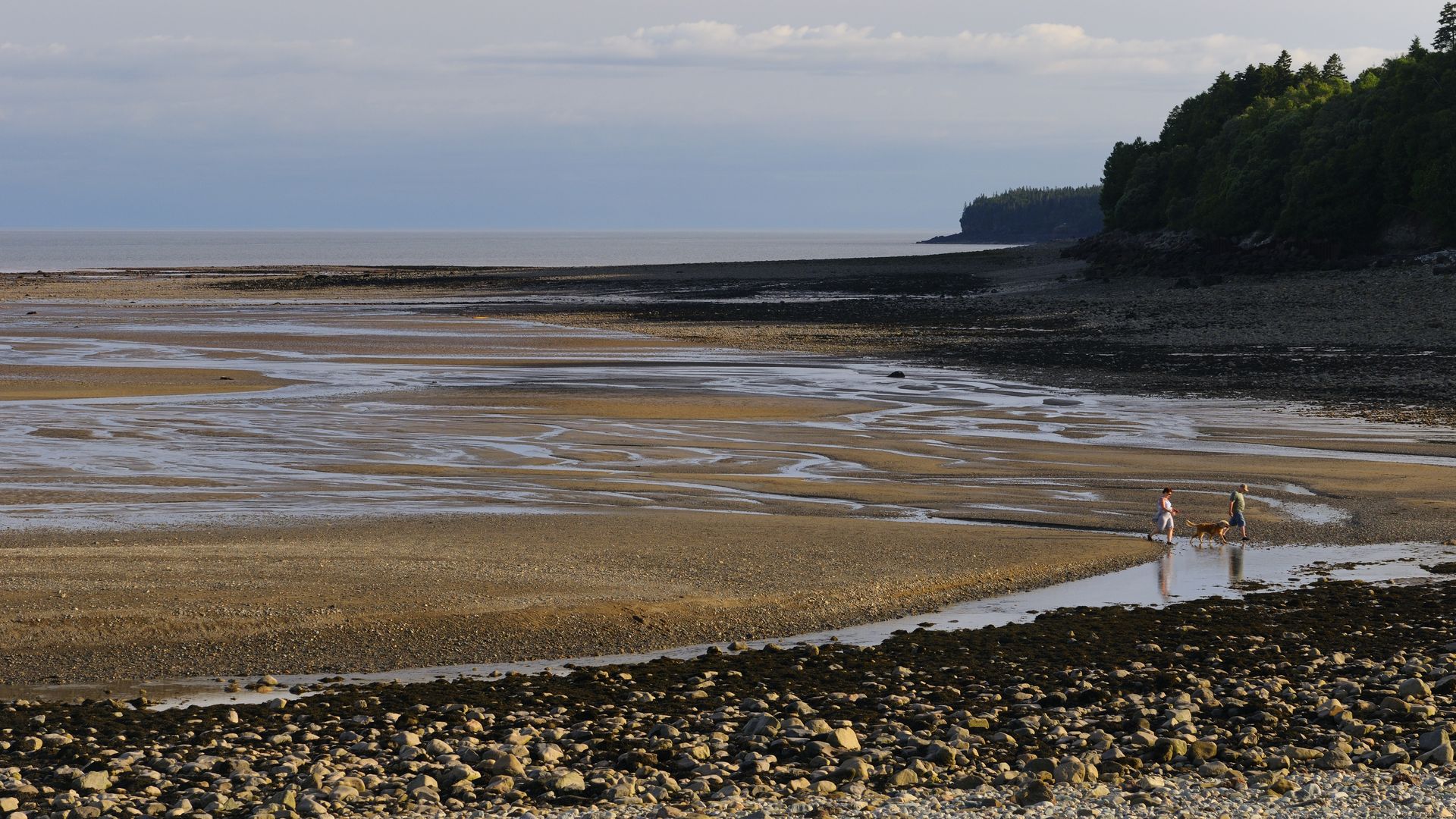 Couple with dog coming in with tide on the Bay of Fundy shores at Alma New Brunswick. 