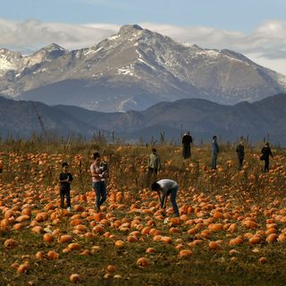 Multiple US Farms Offer Extensive Autumn Activities Boosting Local Engagement