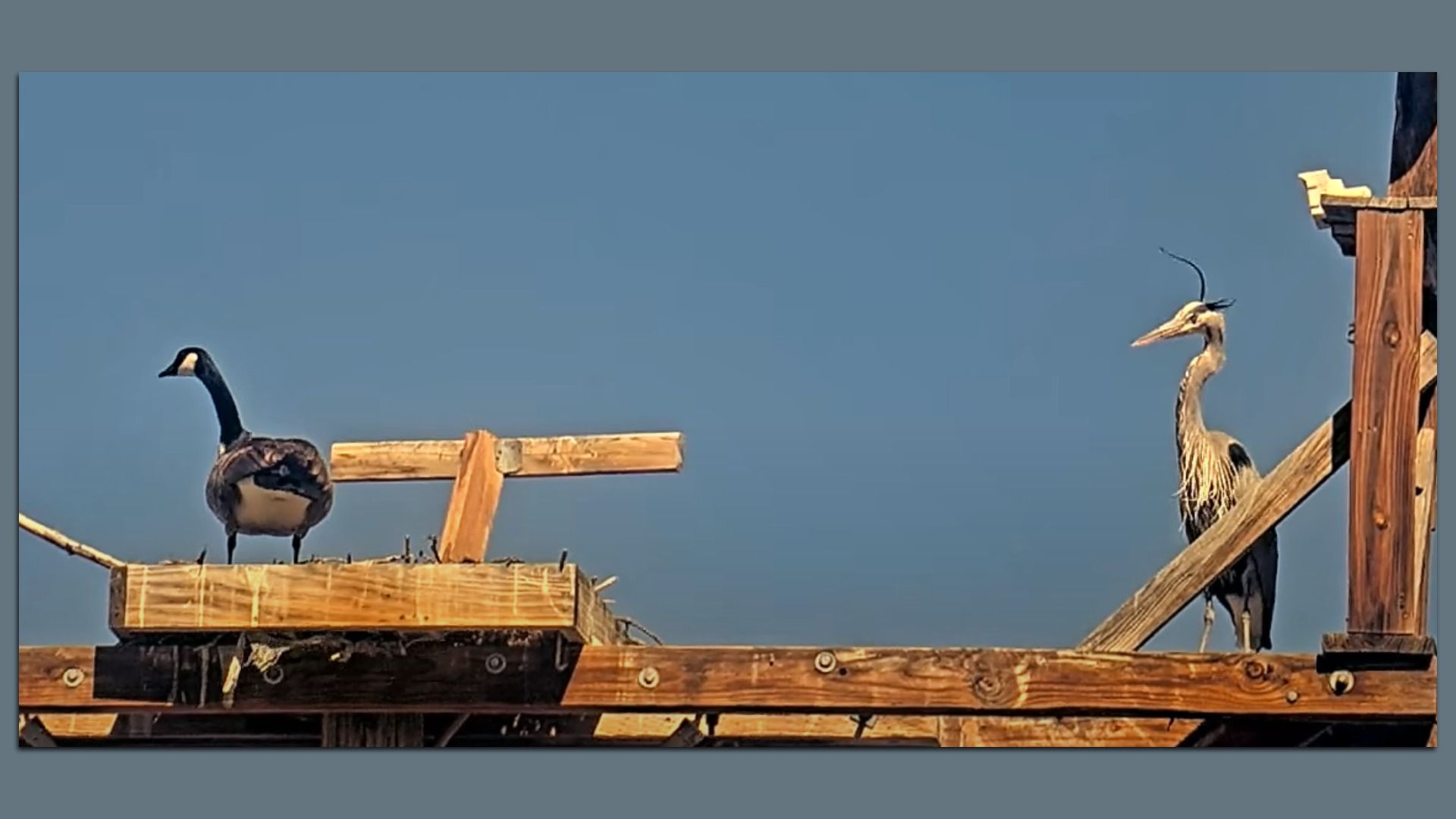 Two large wading birds on a wooden construction platform: a dark-necked crane with a pale face on the left, and a tall crested heron/crane with a curved bill on the right, against a blue sky.