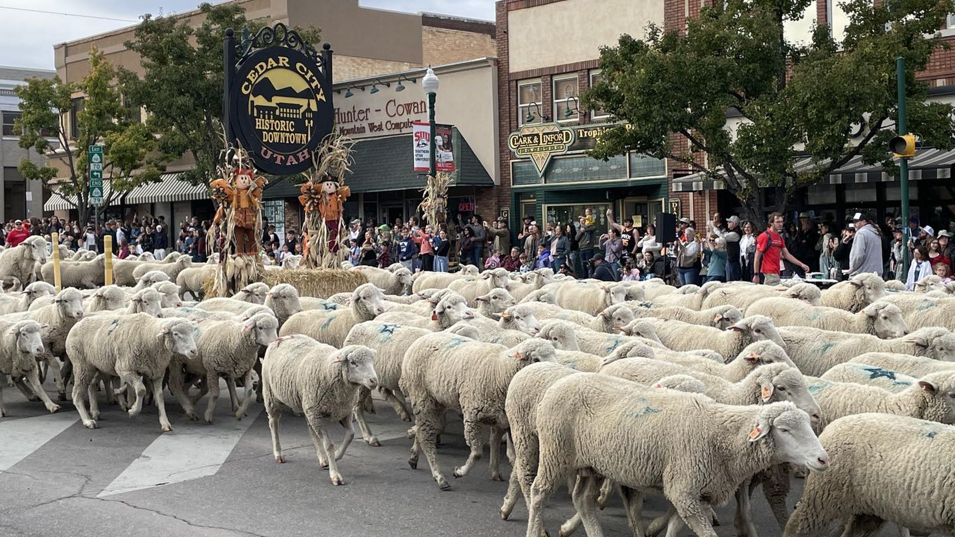 Sheep march on a town street in a parade watched by crowds of people.