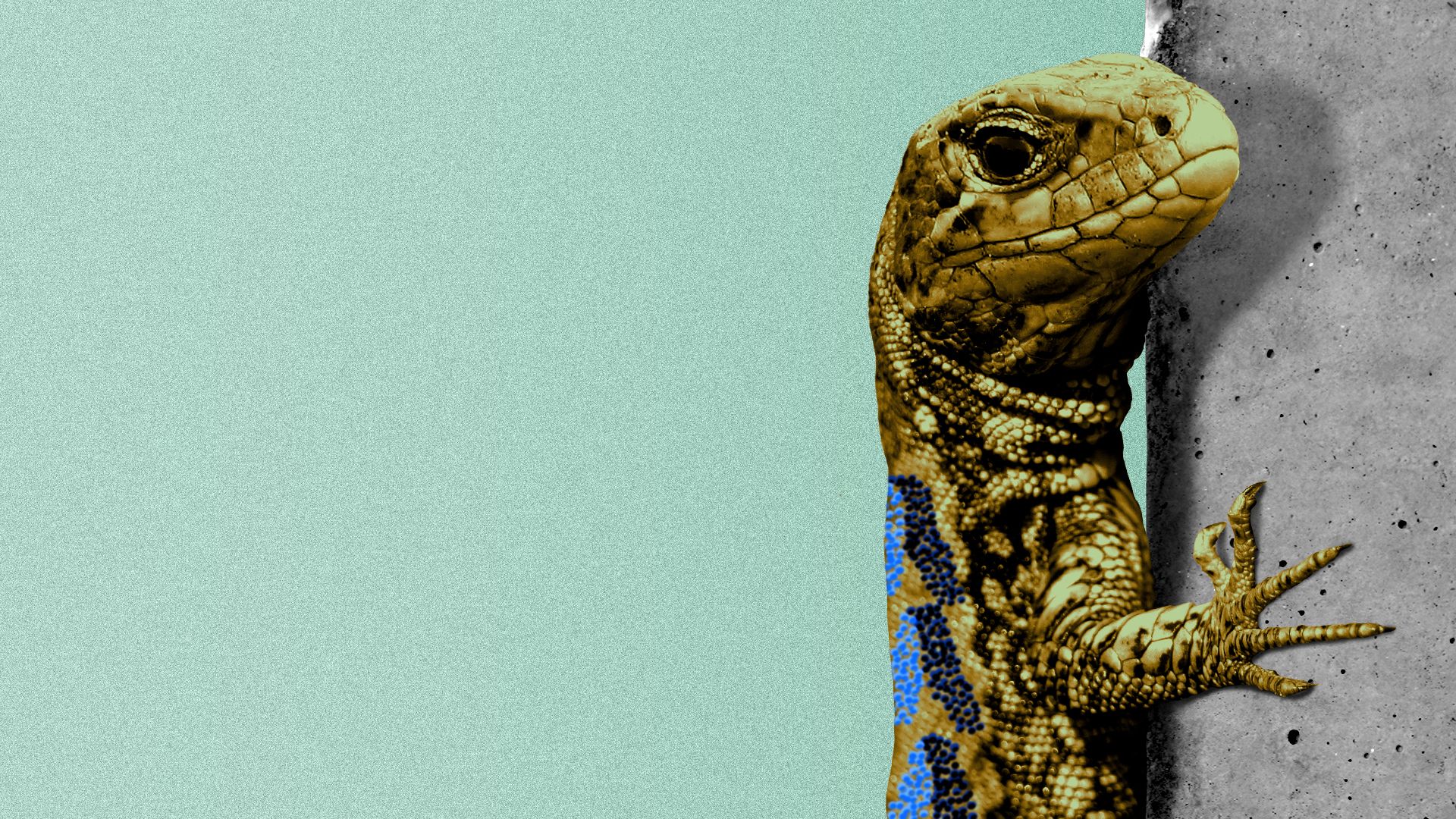 Illustration of a Lazarus lizard with markings shaped like three Axios logos on its back climbing up a wall.