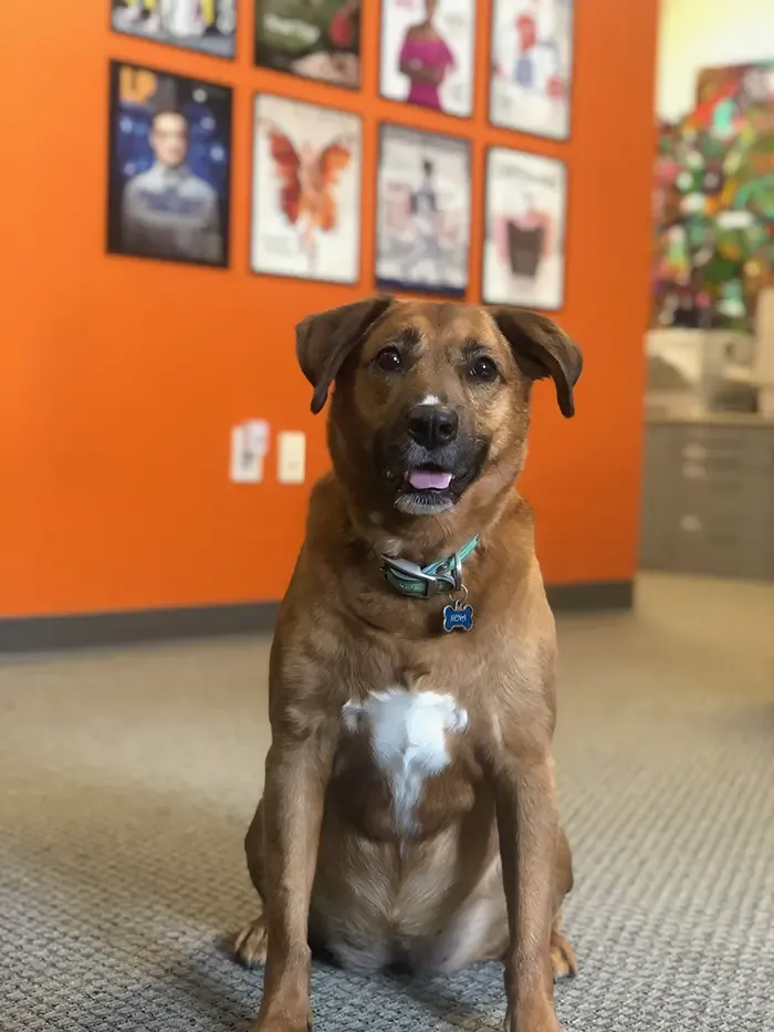 dog-friendly office, Charlotte office, Charlotte dogs, Charlotte puppies, Charlotte pets, Tattoo Projects dog feature, tattoo projects, spark publications, humane society of Charlotte, Tyler 2 construction, Laundry2u