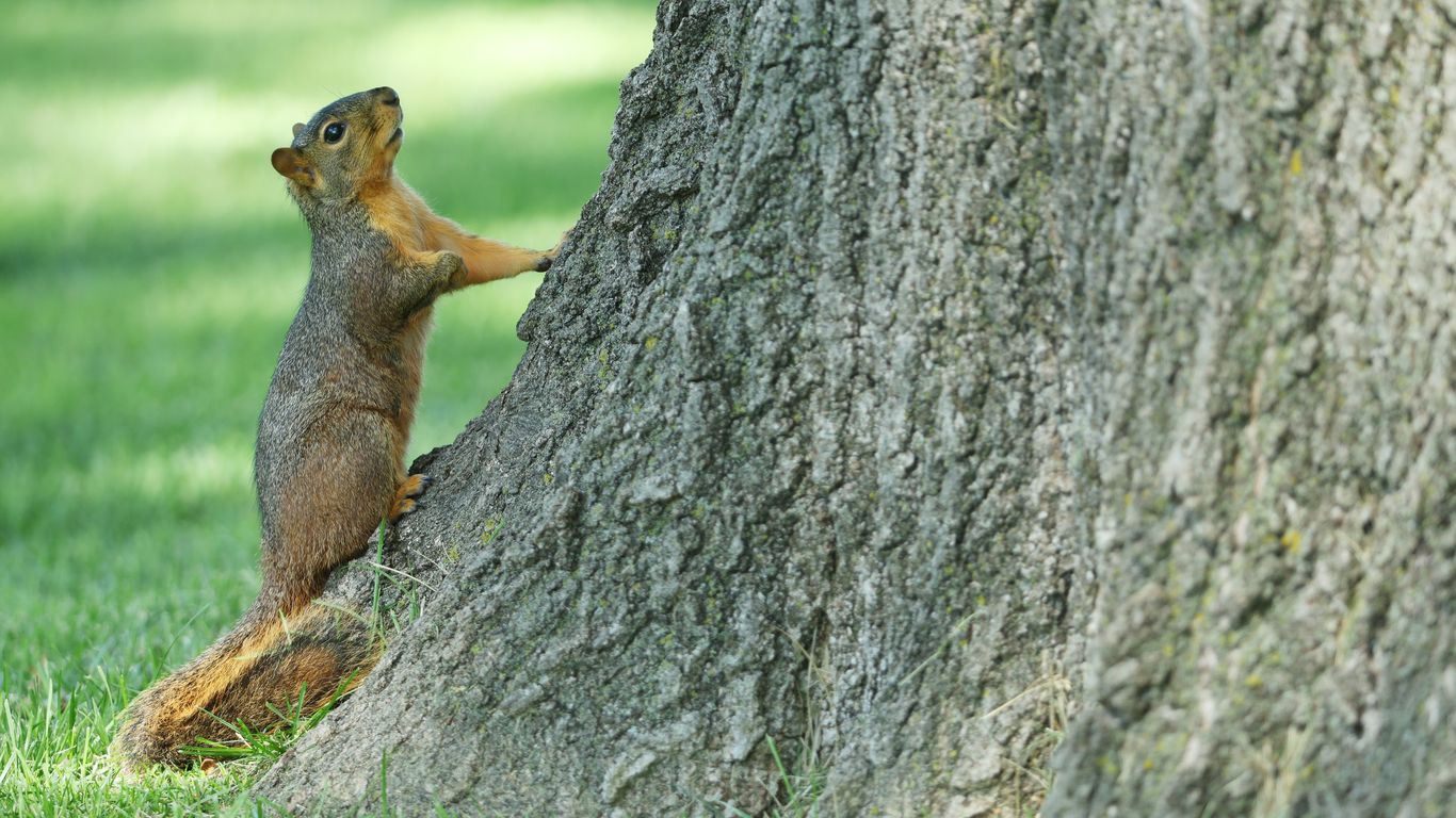 Arkansas' annual squirrelhunting competition set for this week Axios