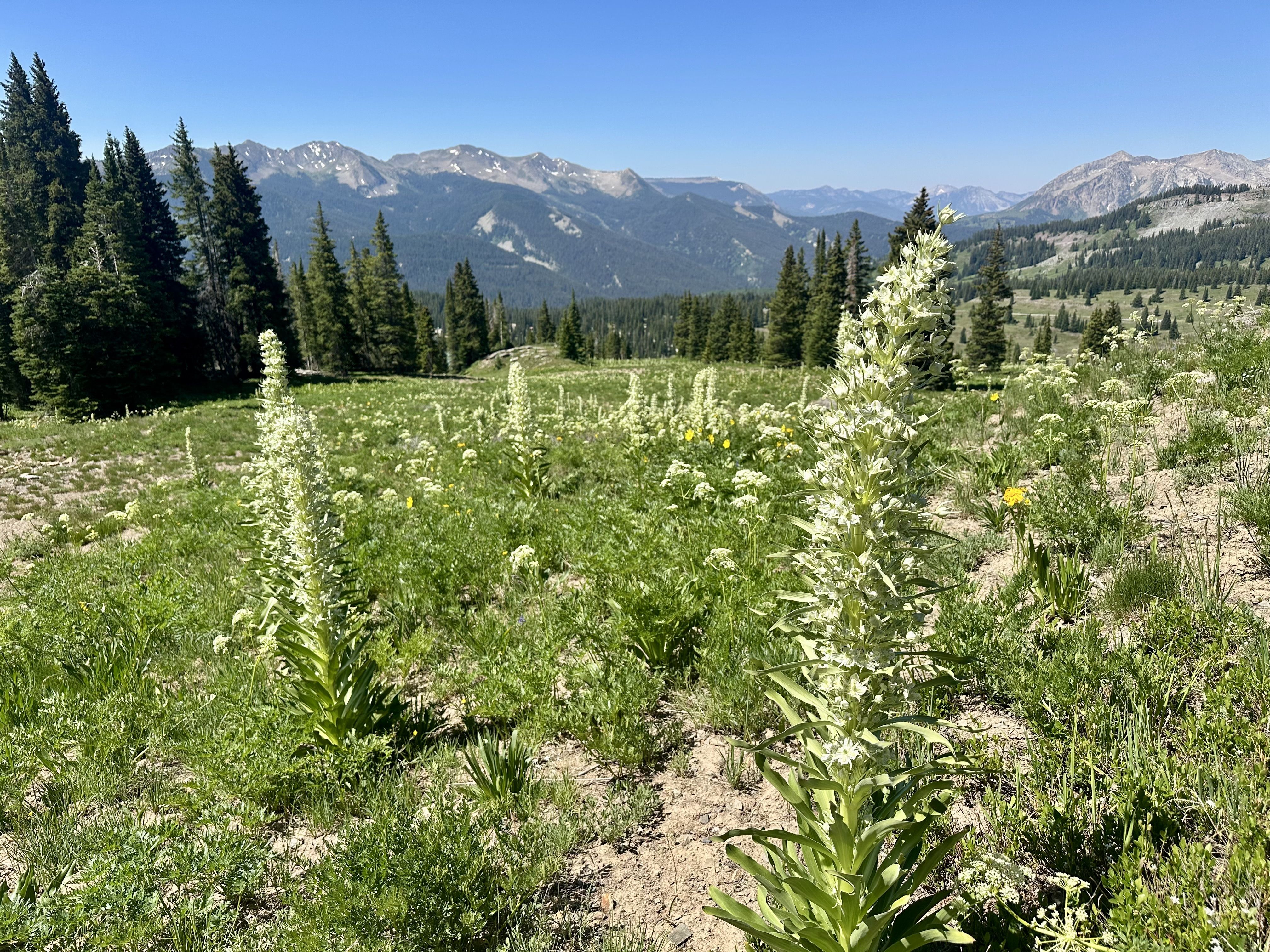 Green Gentians, or Monument Plant, are blooming in the mountains outside Crested Butte.