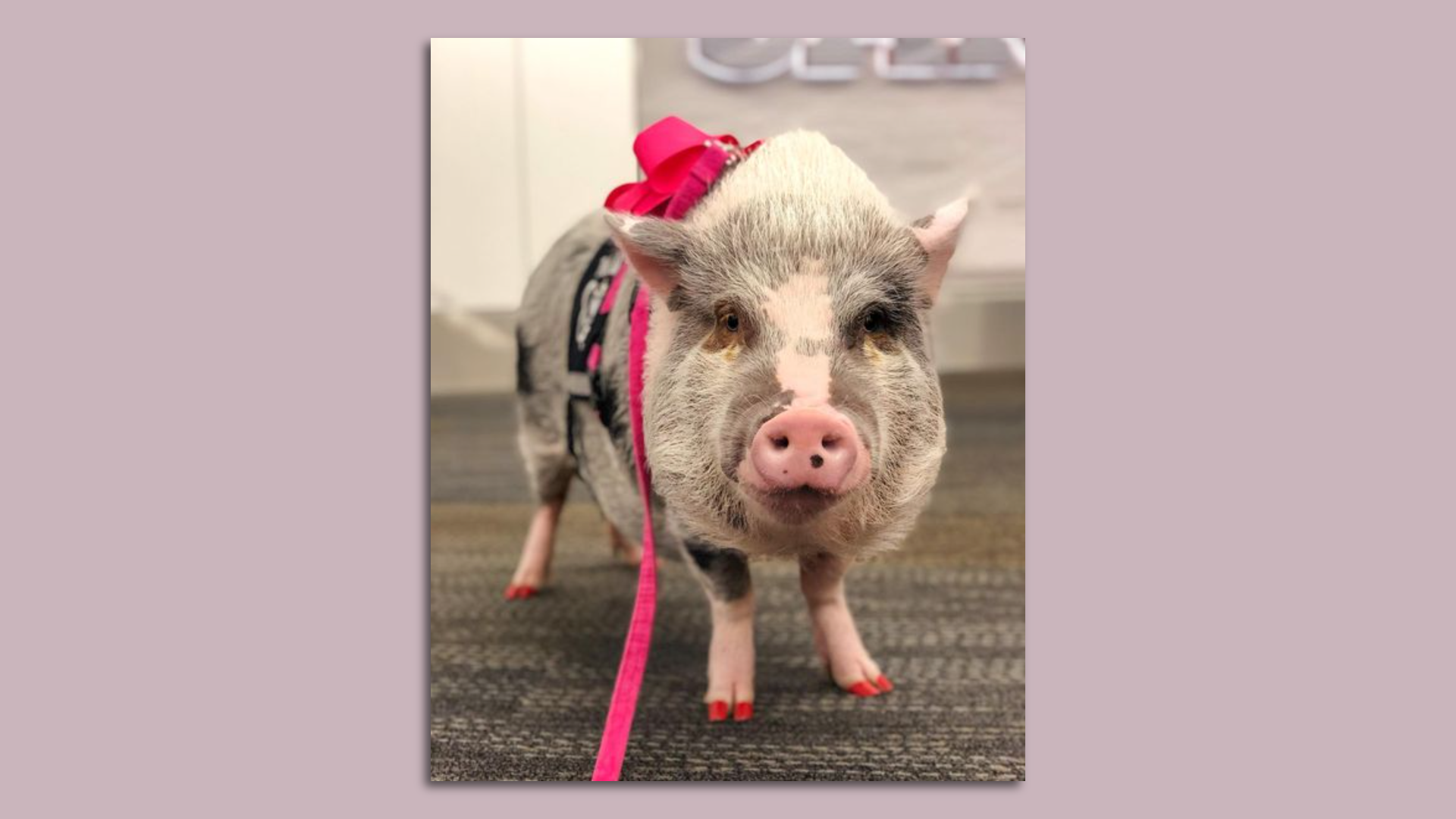 Image courtesy of Wag Brigade 