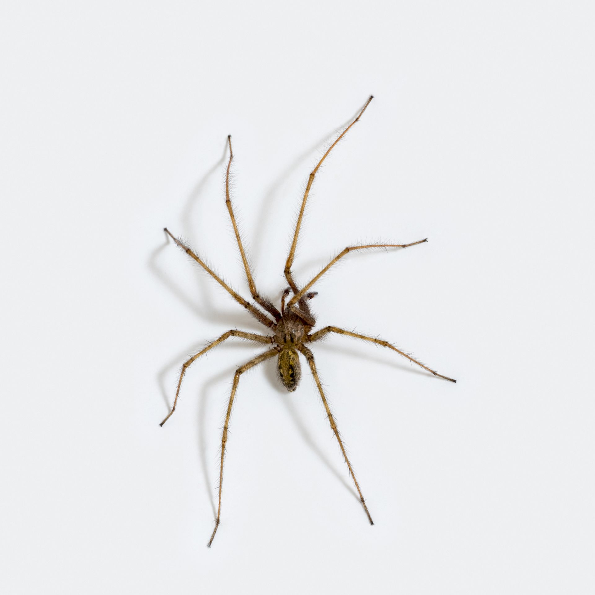 Mating season means giant spiders are on the move in Seattle - Axios Seattle