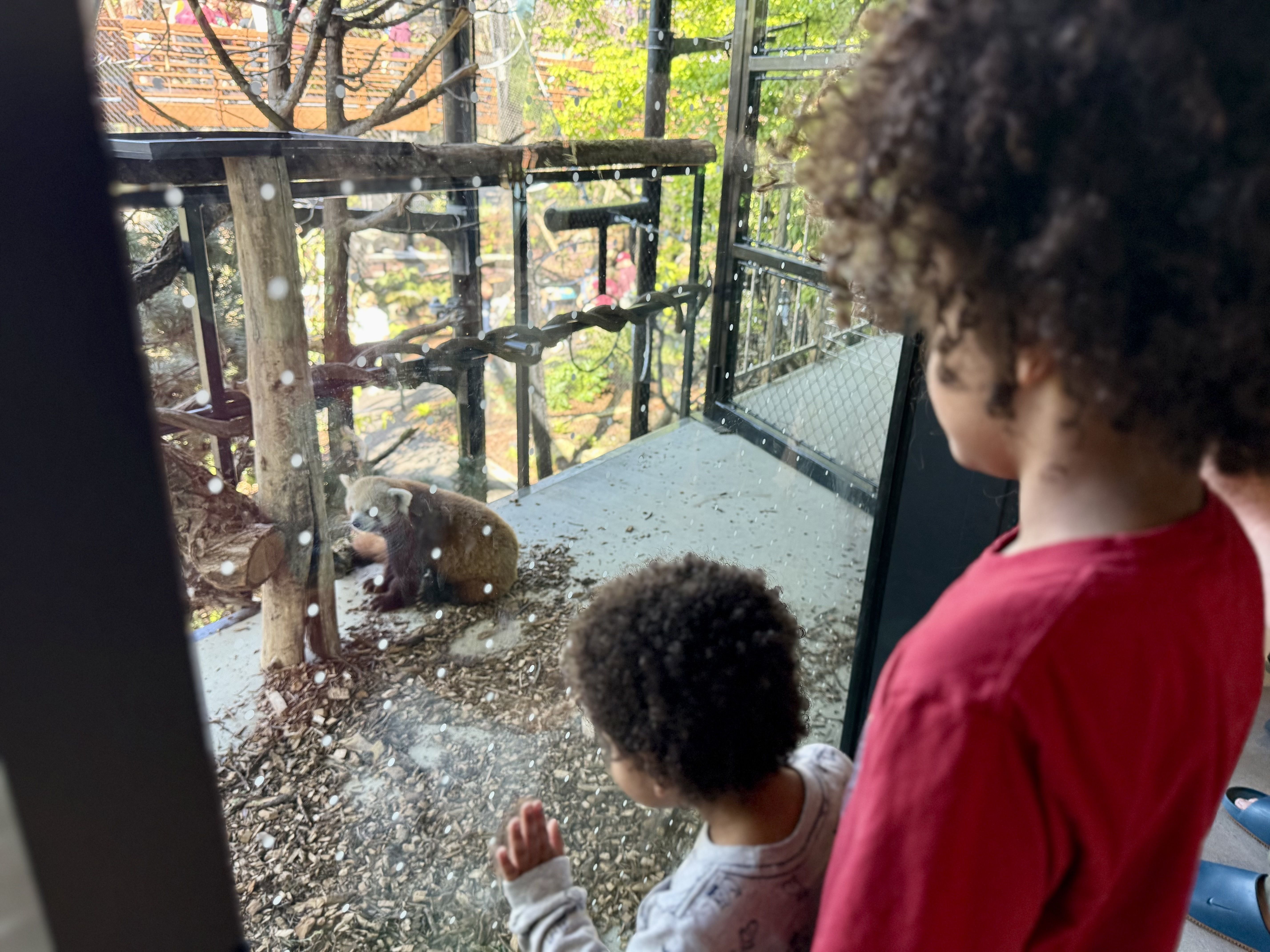 Two children in red shirts observe a red panda esting on dirt inside a clear enclosure, surrounded by logs and metal fencing with green trees in the background.
