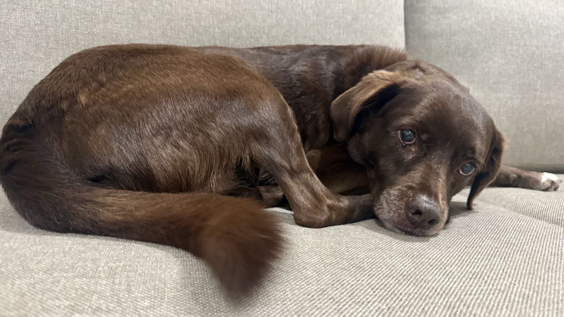 A chocolate-brown dog lies curled on a light gray sofa, head resting on the cushion and eyes softly meeting the camera, showcasing a glossy coat and relaxed, gentle posture.