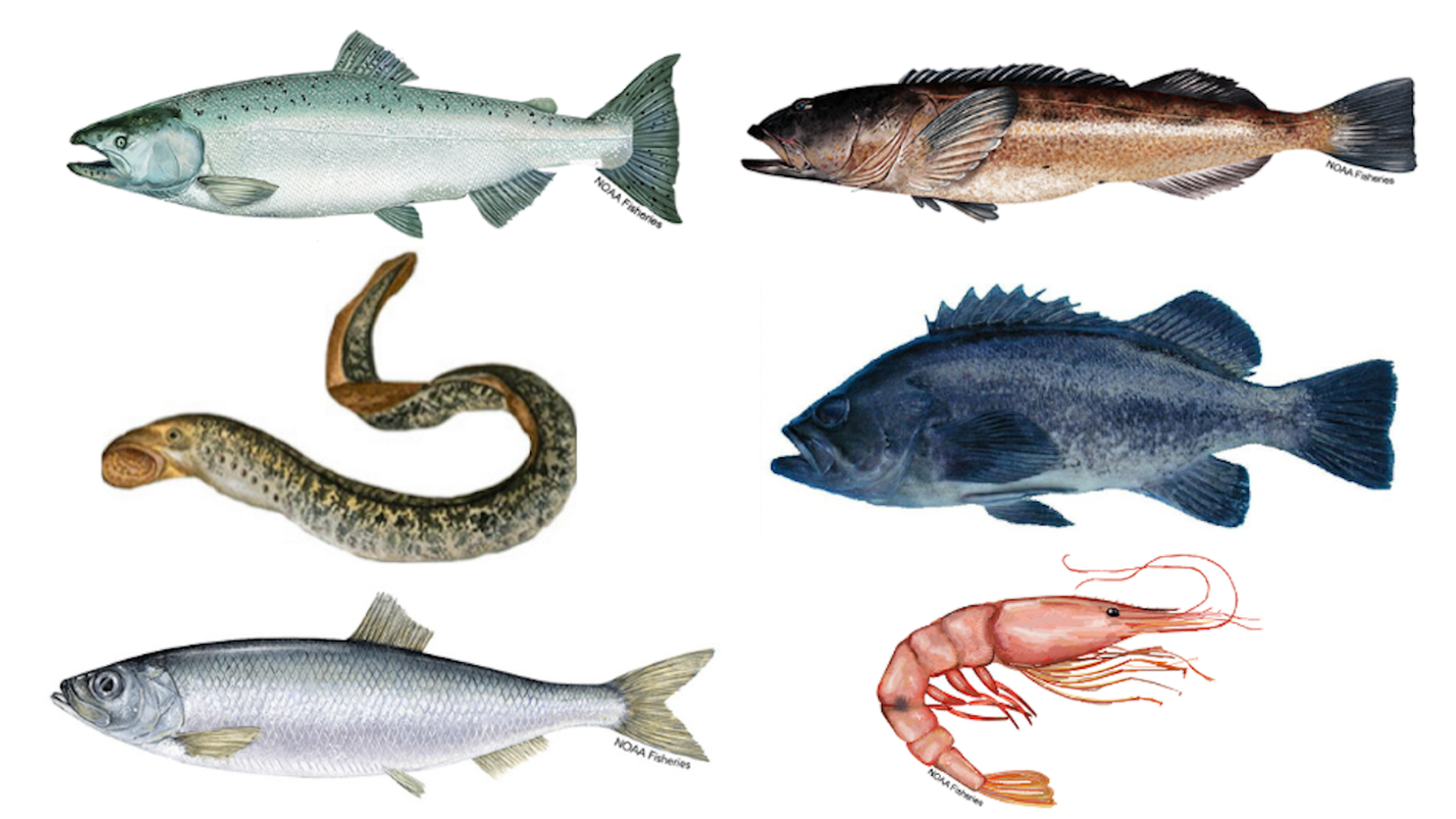 An illustration shows six species of fish: Chinook salmon, rockfish, lingcod, pink shrimp, herring and Pacific lamprey,