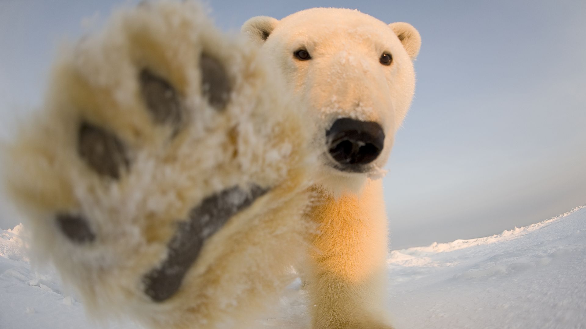 Photo of polar bear raising a paw to the camera