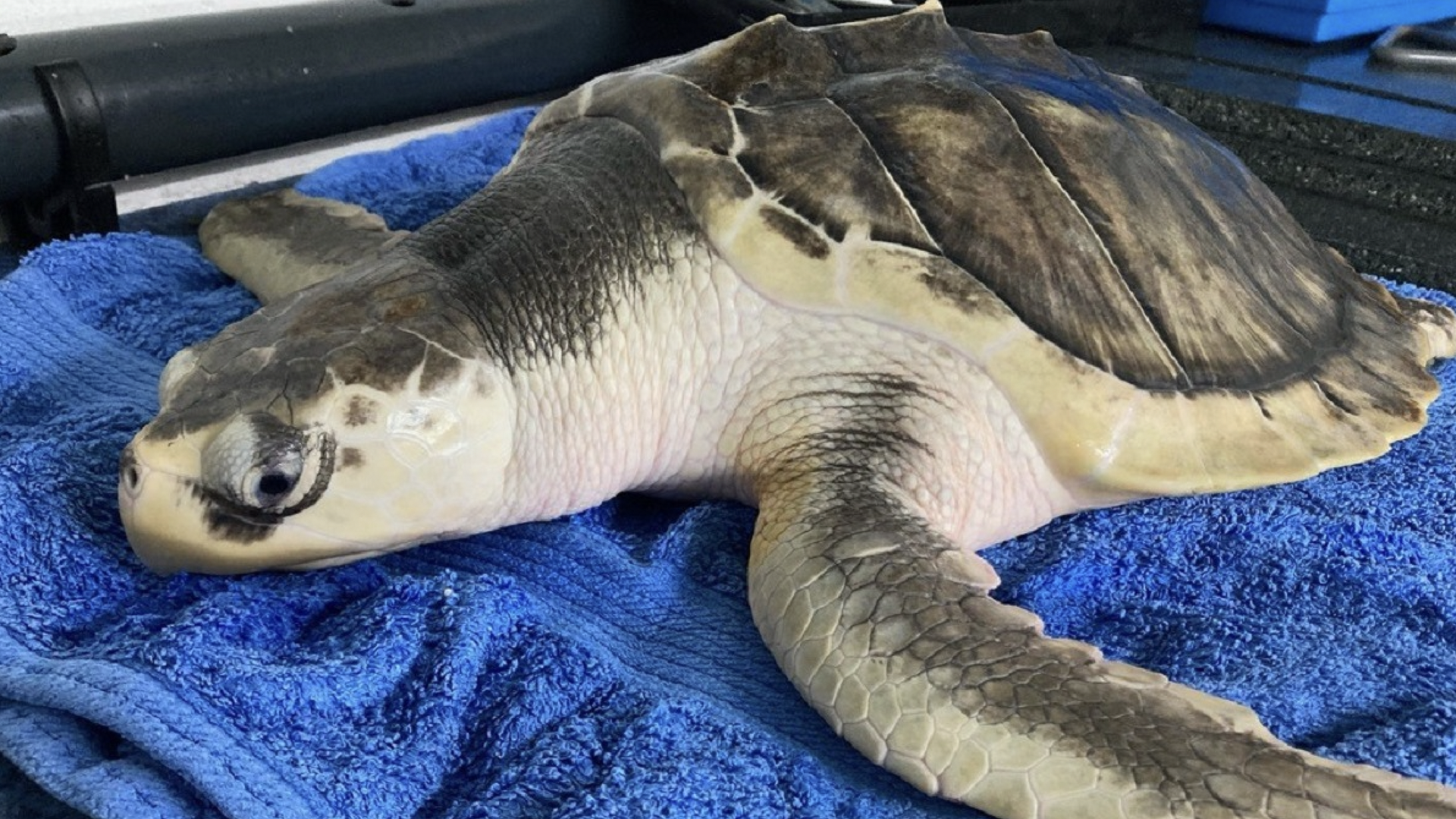 Photo of a sea turtle on a blue towel. 