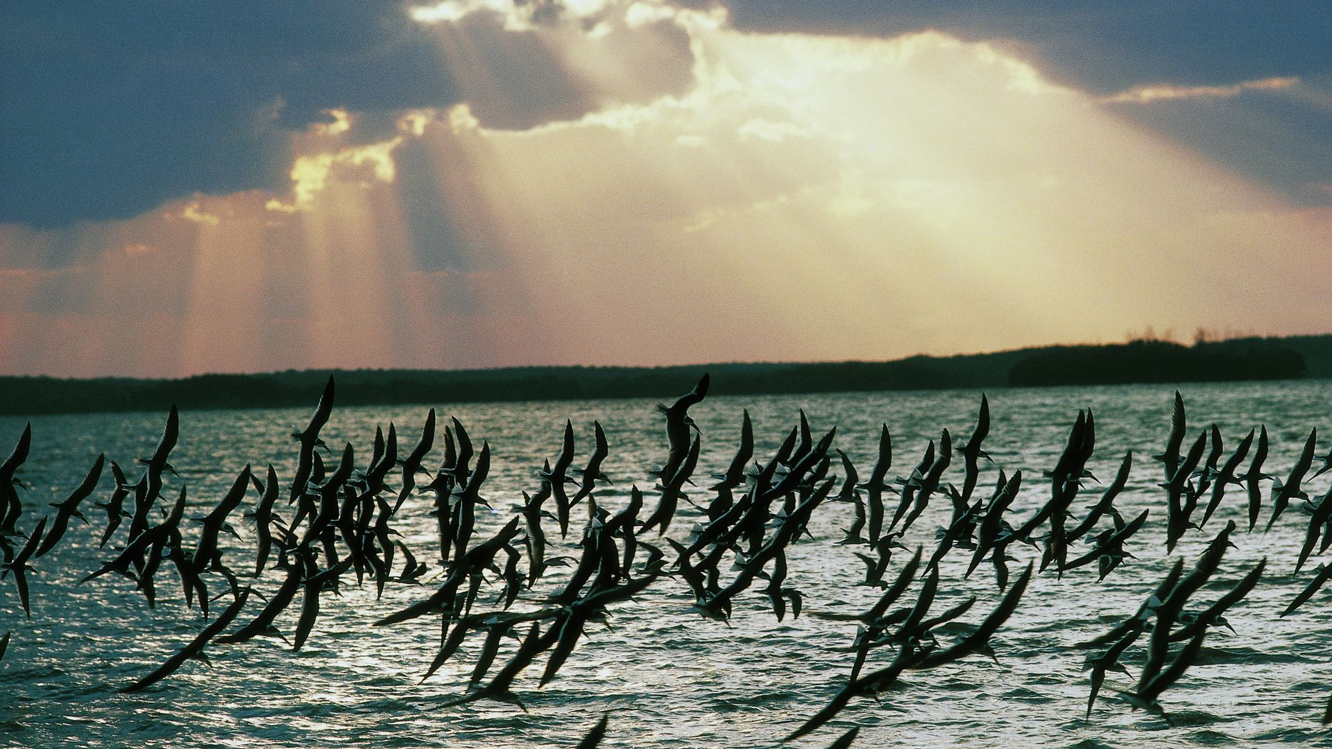 A flock of Black Skimmers fly at sunset at Everglades National Park in Florida