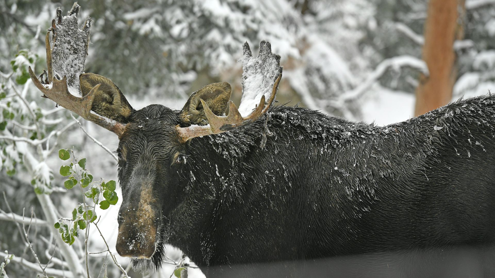 Close-up of a moose in a snowy forest, its large antlers covered in snow and its dark fur frosted. Snowy branches and blurred trees form a wintry background.