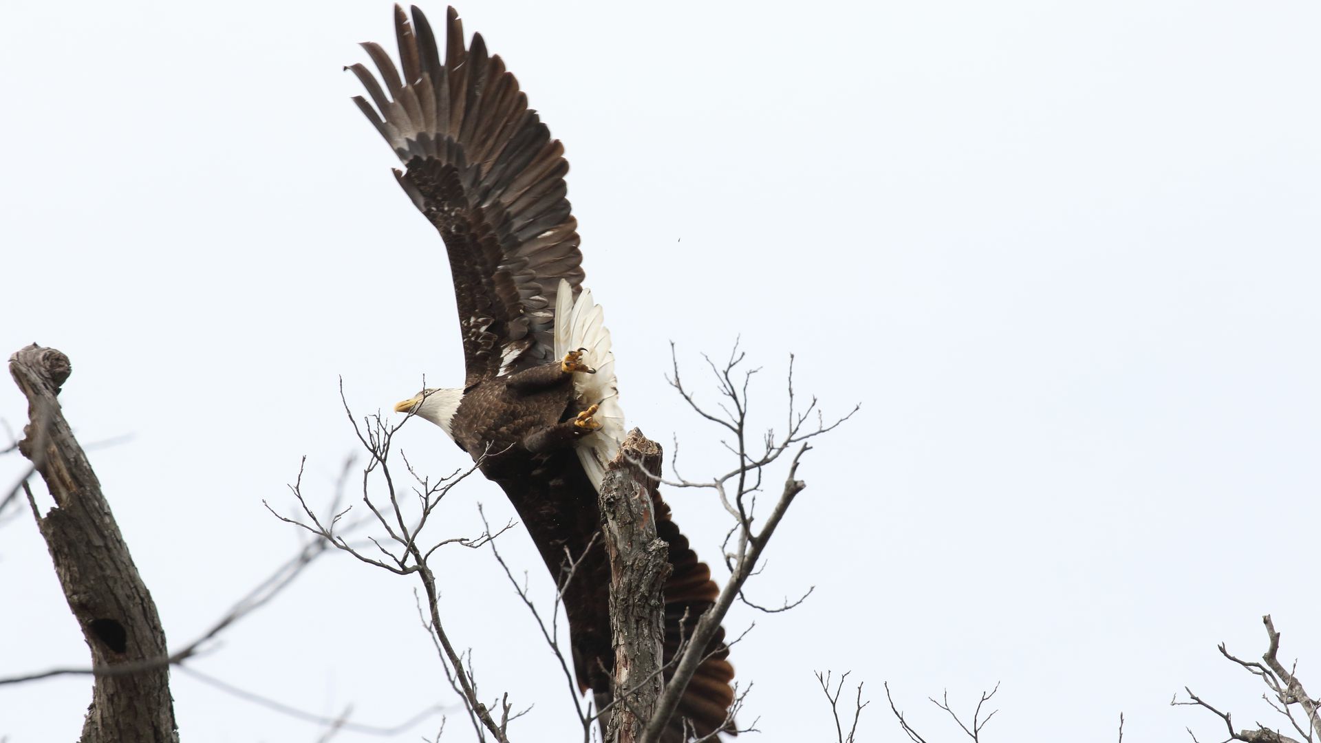 A bald eagle flies over trees.