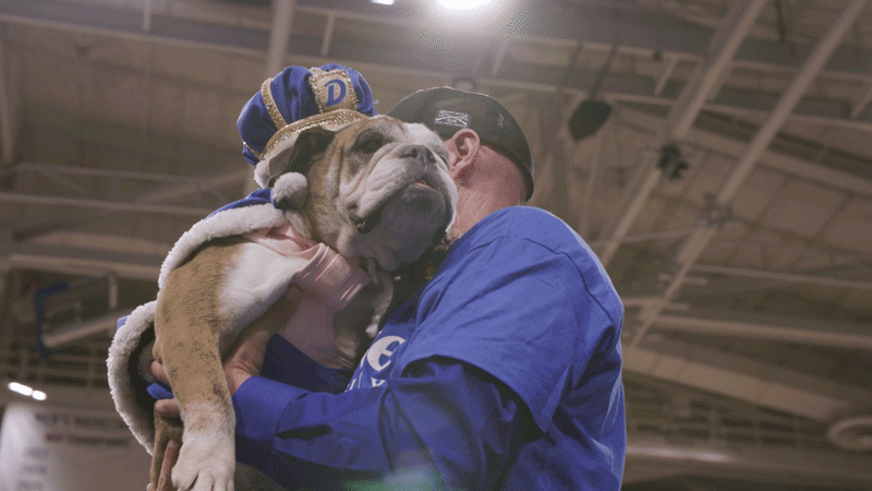 Flora a bulldog being carried with a crown on her head