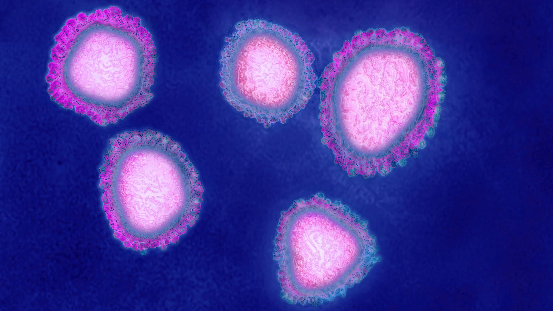 Image of coronaviruses