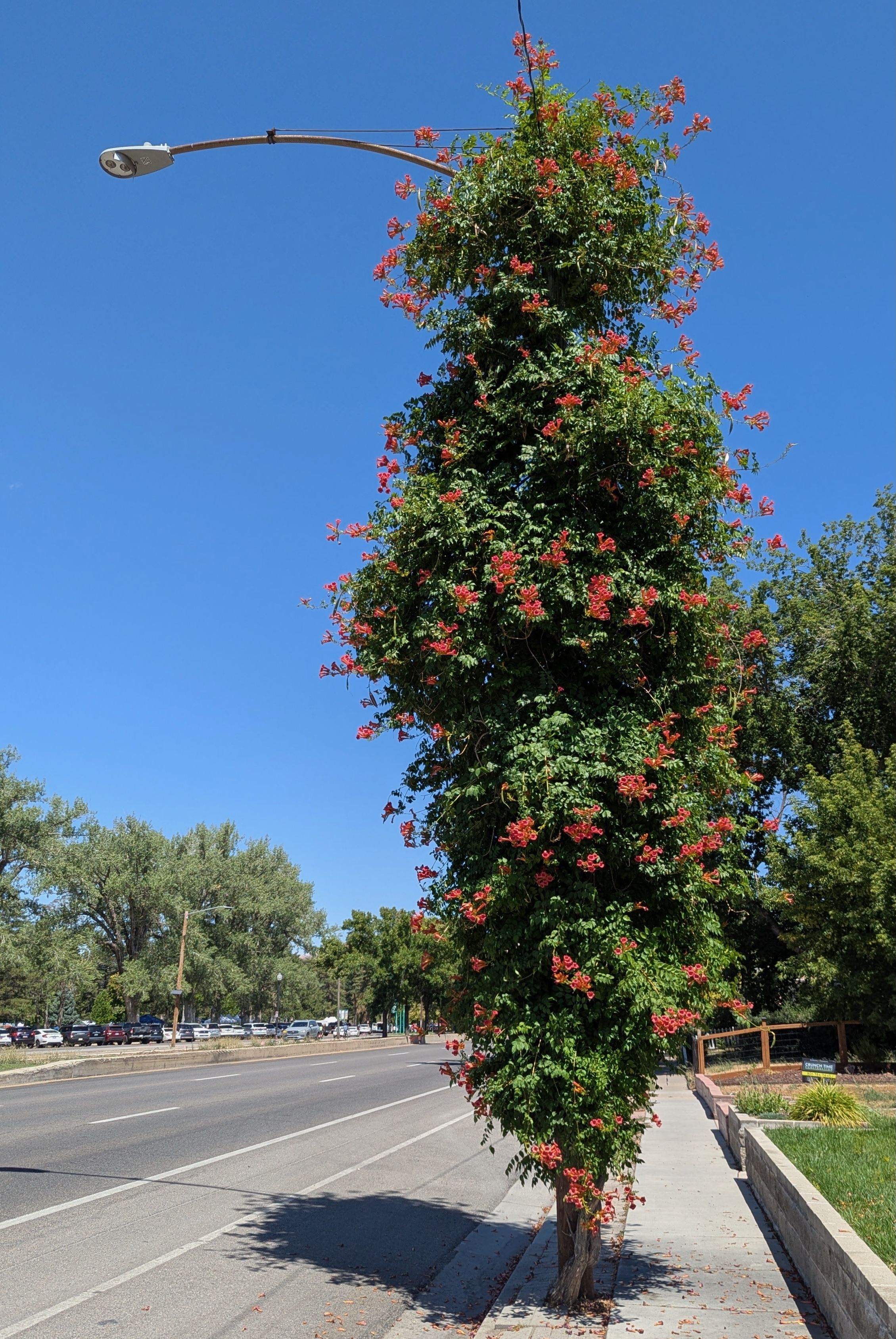 Tall street lamp pole covered with dense green vines and numerous small orange-red trumpet-shaped flowers on a sunny day with clear blue sky and sidewalk beside a road.