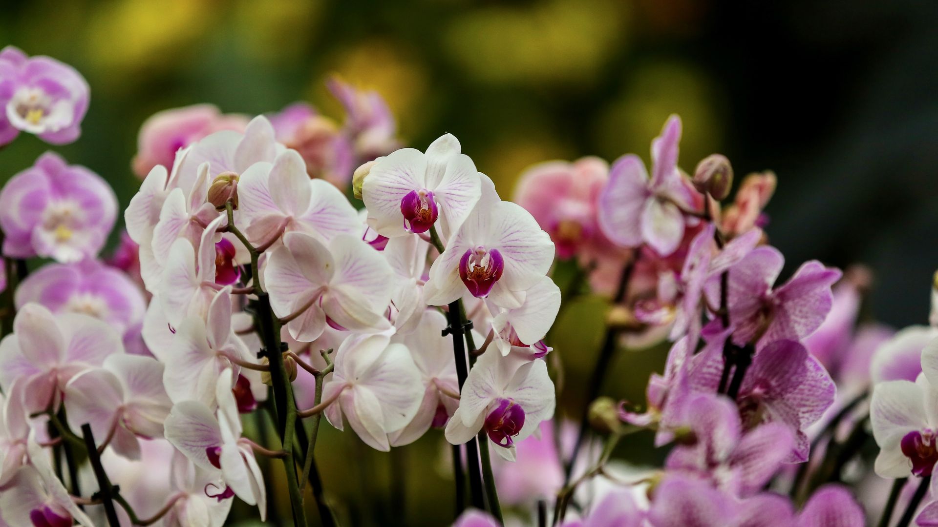 A row of white, pink and purple orchid blossoms