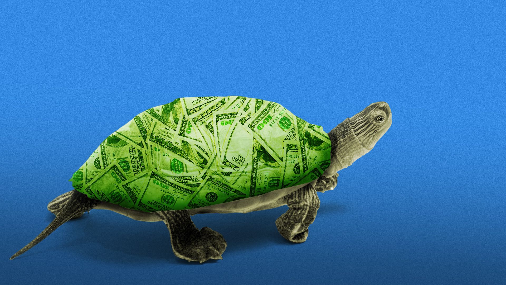 Illustration of a tortoise with a shell made out of hundred dollar bills.