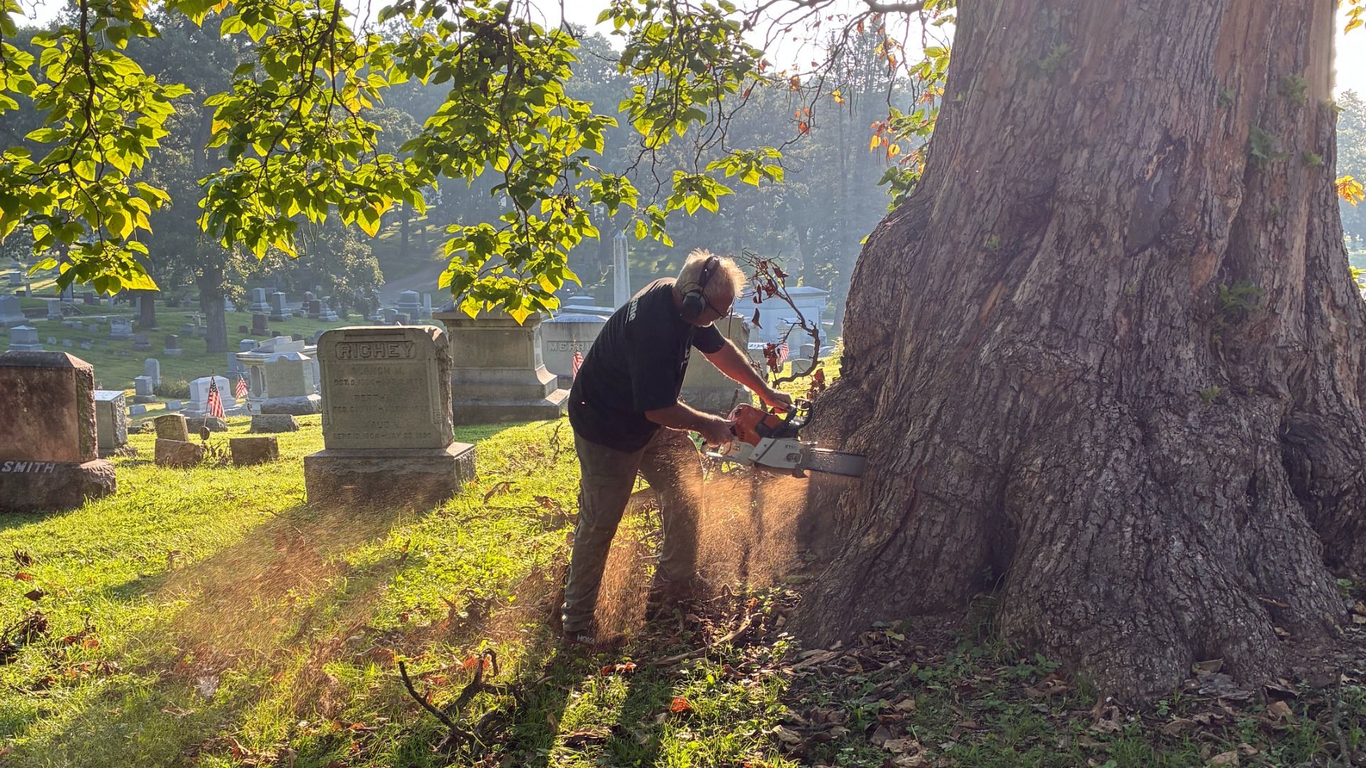 A man wearing ear protection uses a chainsaw to cut a large tree in a cemetery, with gravestones and green grass in the background, and sunlit leaves overhead.