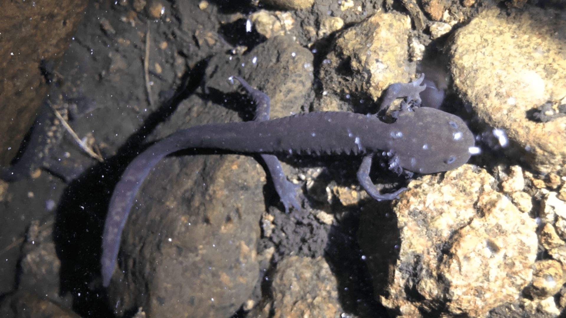 a streaming salamander is shown on brown rocks. The salamander is a dark grey, ashy type color with a few spots. 