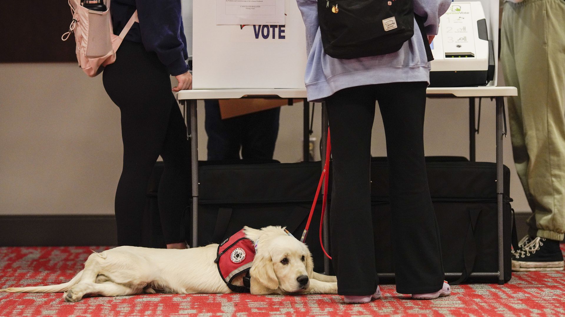 A dog lays underneath a voting booth. 
