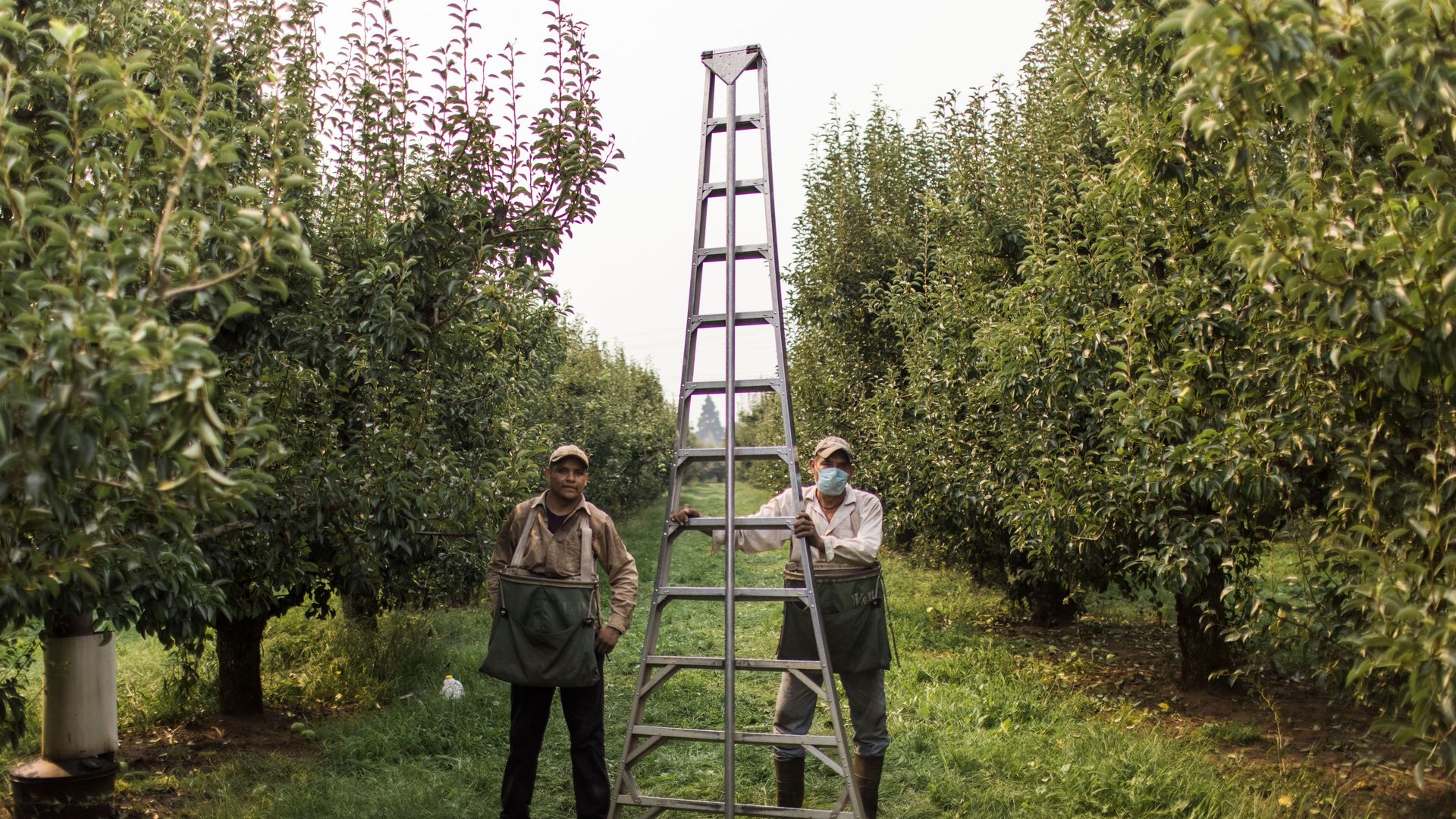 Pear pickers pose during a heat wave in the Pacific Northwest.