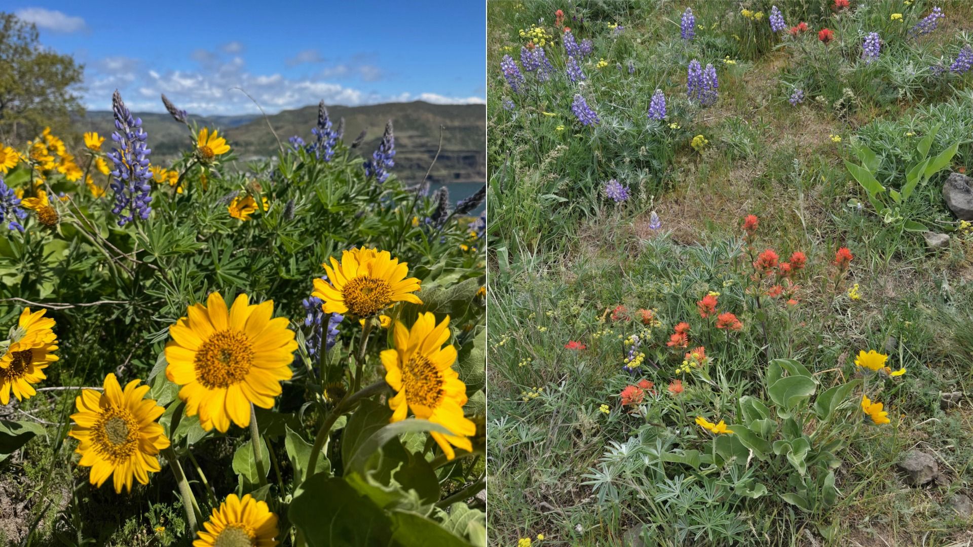 Split image of a wildflower hillside: left shows yellow sunflowers and purple lupines with a blue sky; right shows purple lupines, yellow flowers, and orange-red Indian paintbrush among green grasses.