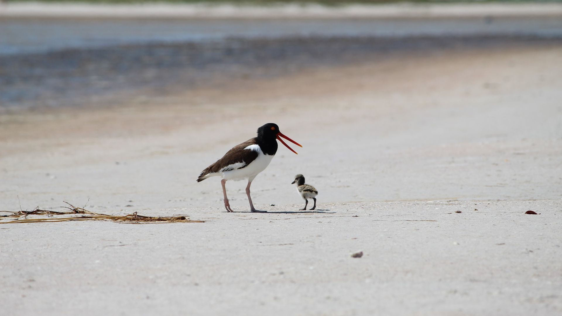 An oystercatcher with a black head and bright red bill stands on a sandy beach beside a small chick; pink legs, brown wings, shallow water, and a blue sky on the horizon.