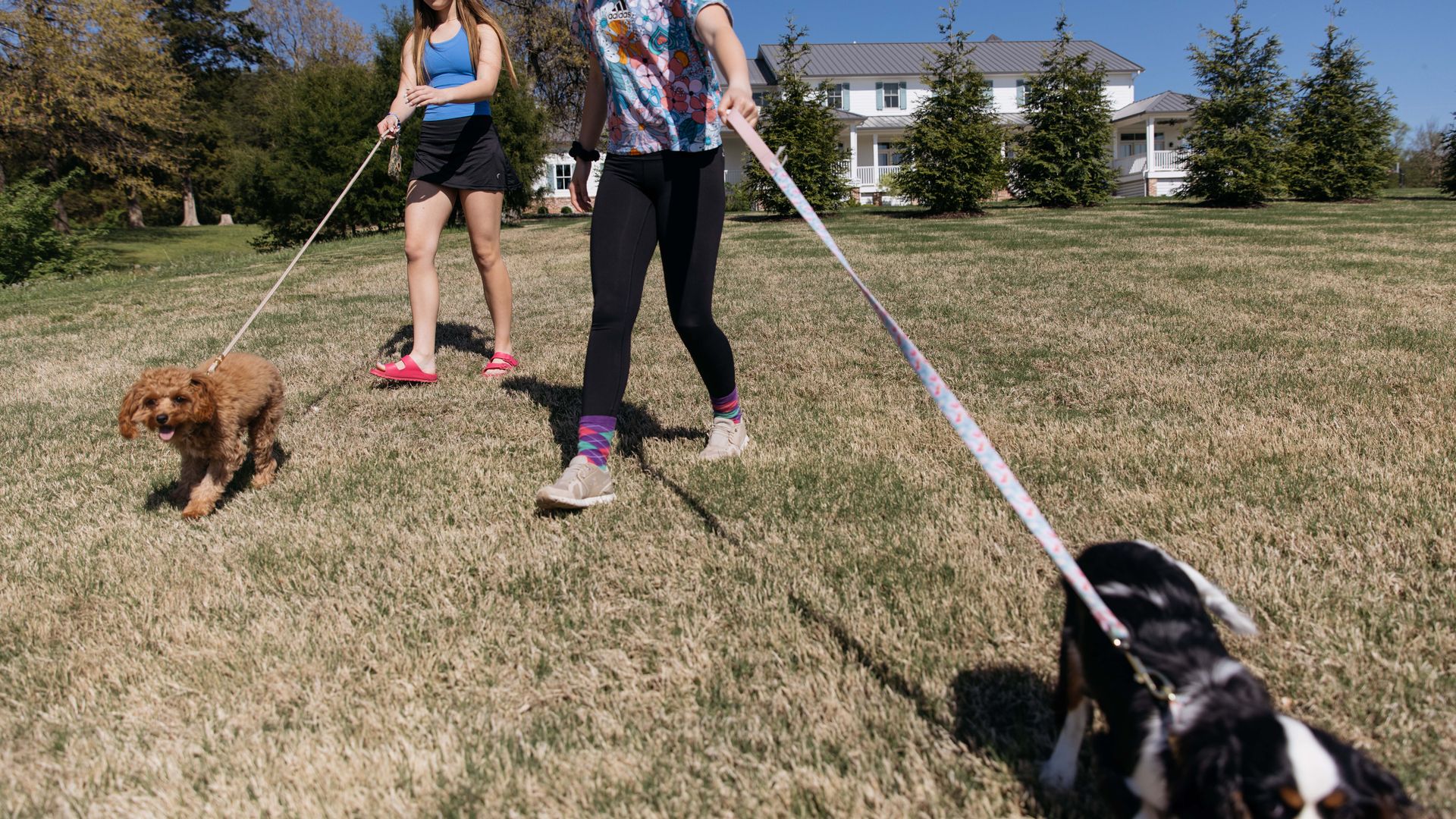 two kids walk their dogs on a leash across a grassy field