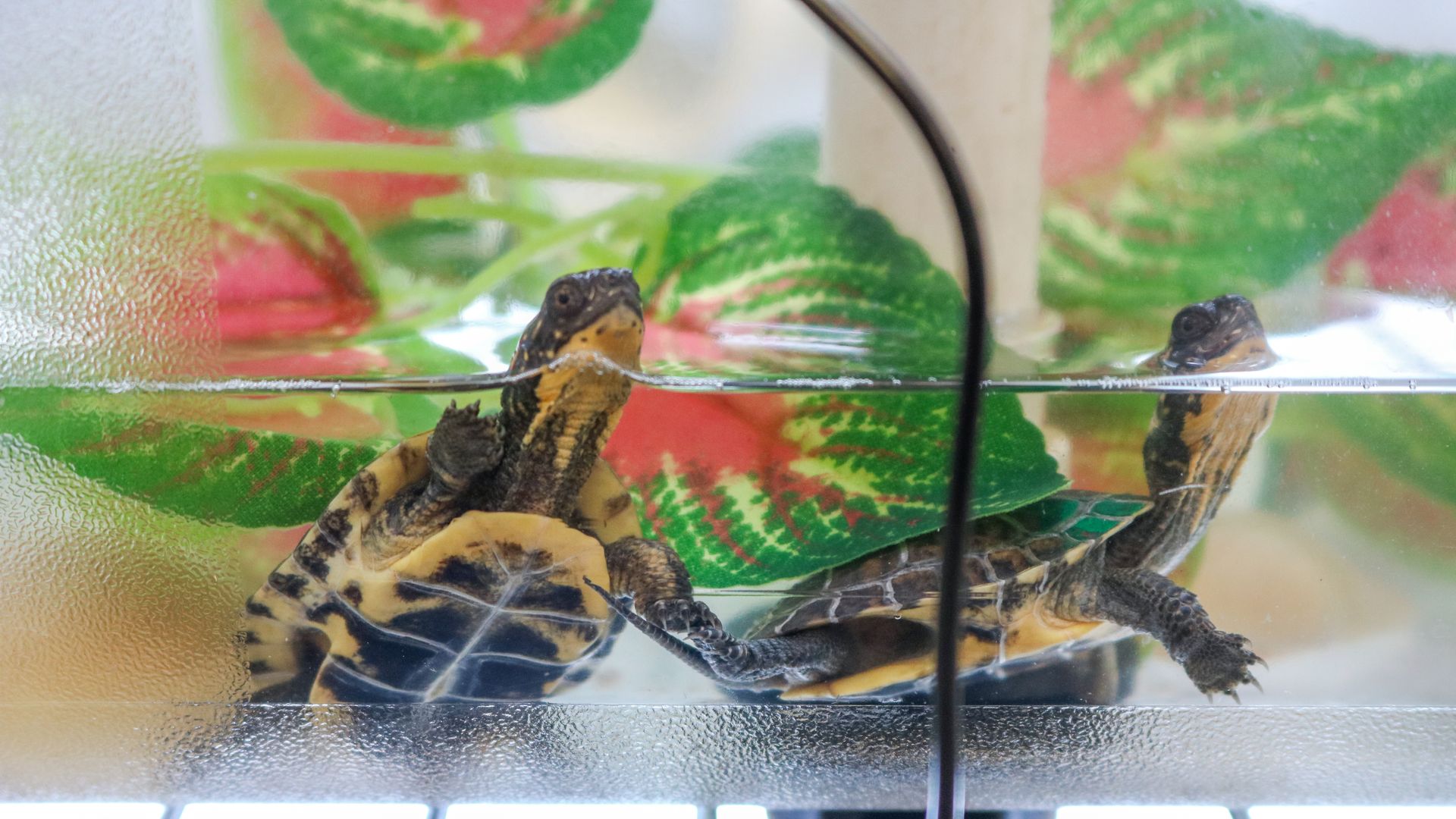 A photo of turtles.