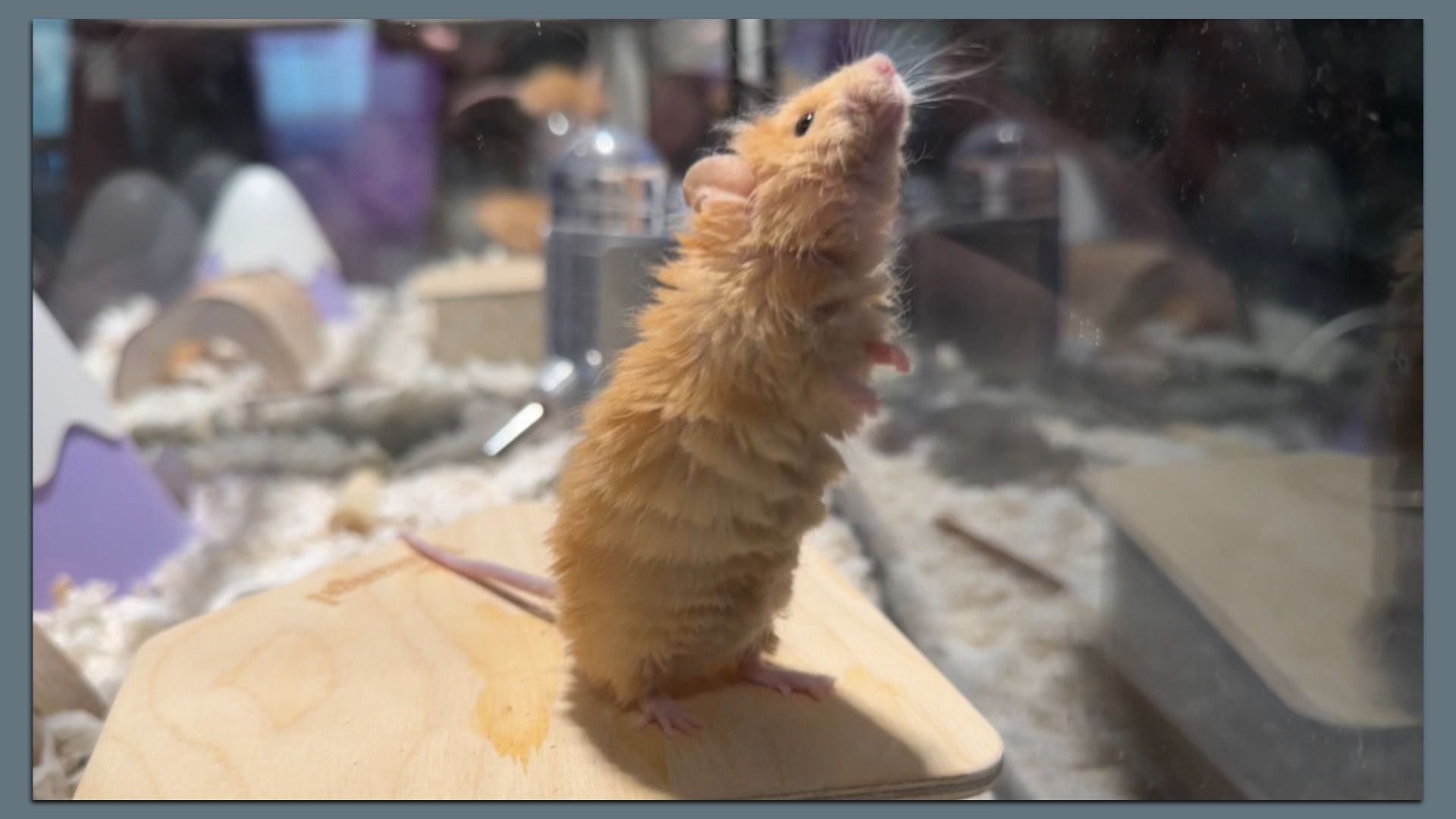 Fluffy light brown mouse standing on its hind legs on a wooden platform inside a cage filled with white bedding and toys. The mouse is genetically modified to have the fur of a woolly mammoth. 
