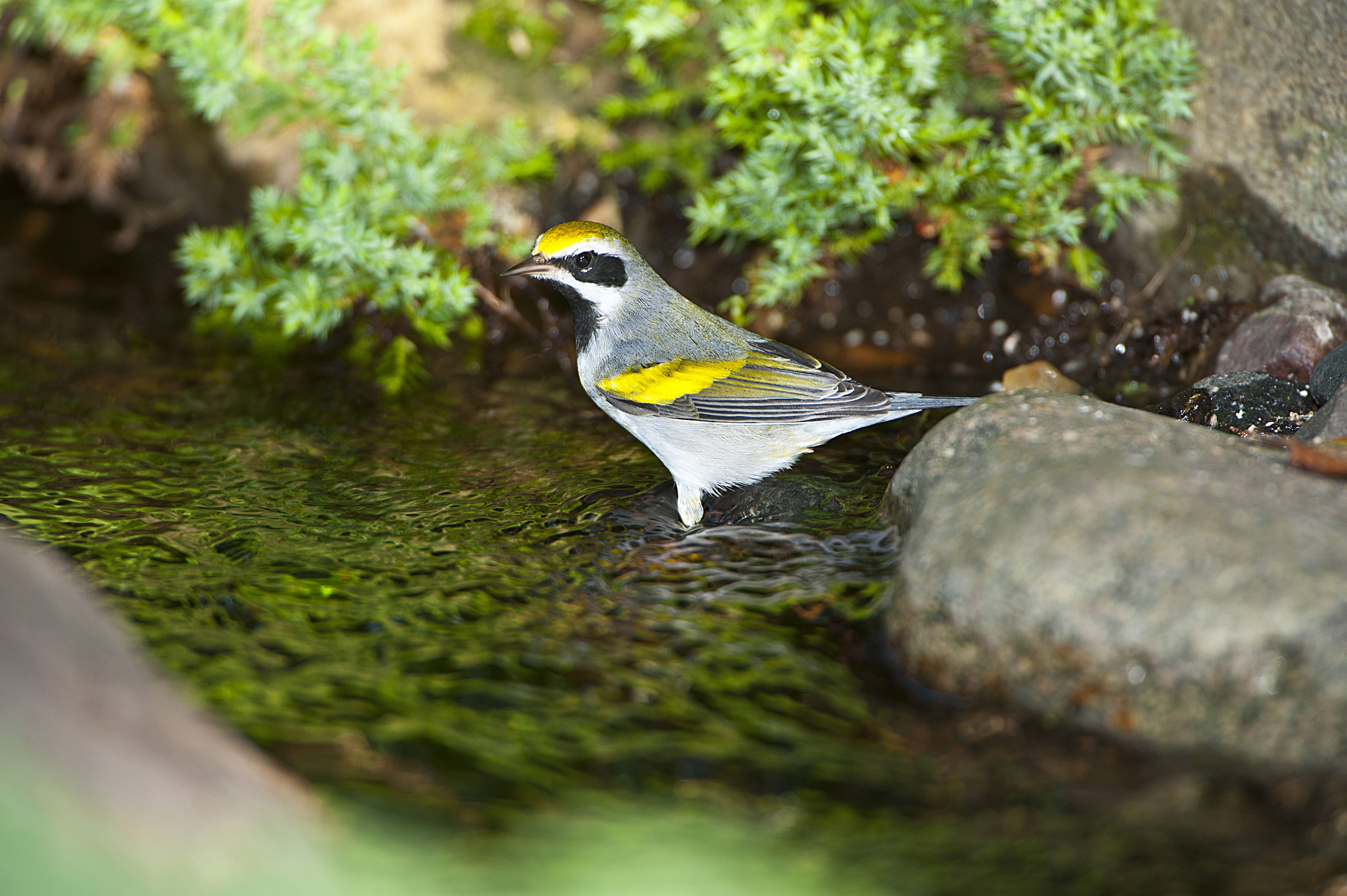Male Golden-winged Warbler bathing. 